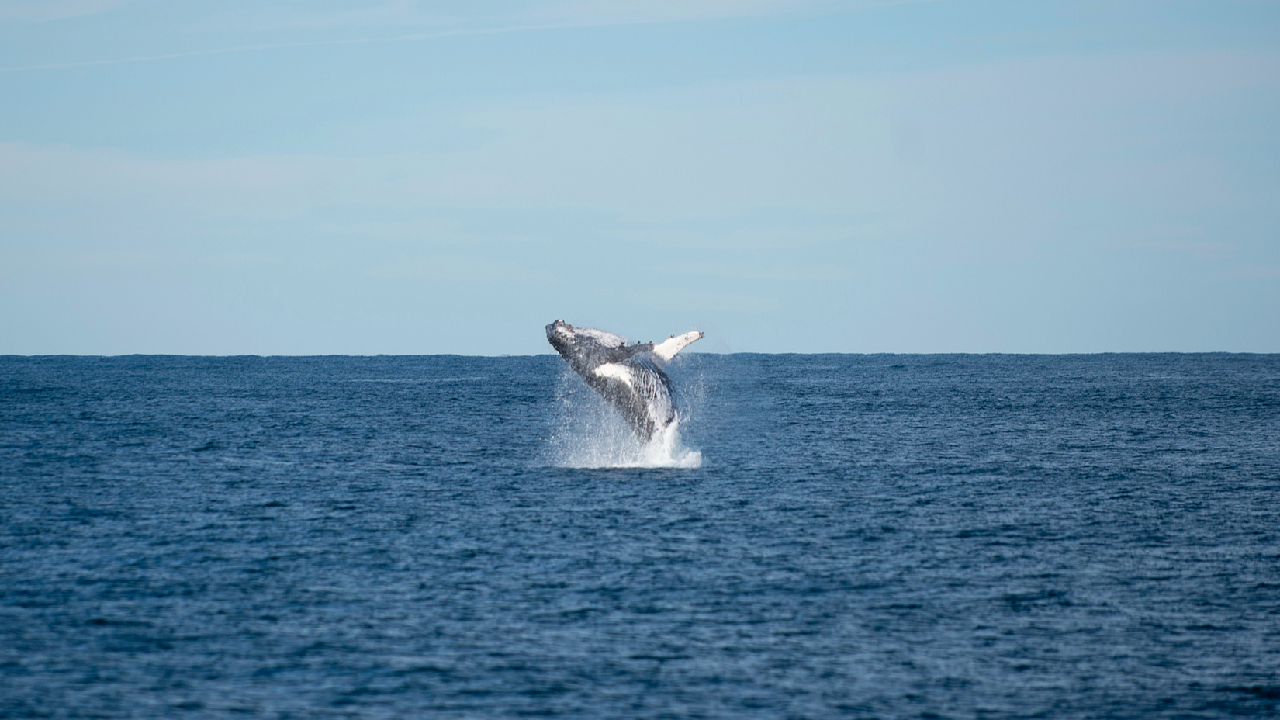 Research indicates vital function of marine protected zones in protecting whales