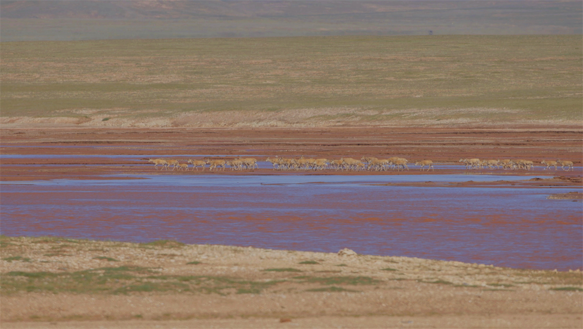 Dozens of Tibetan antelopes are seen at the Qumar River in northwest China's Qinghai Province on August 10, 2024. /CGTN