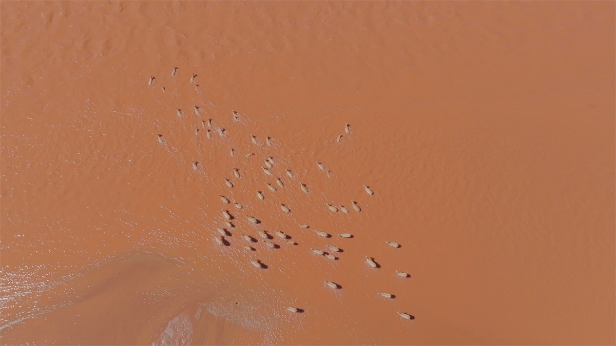 Dozens of Tibetan antelopes are seen crossing the Qumar River in northwest China's Qinghai Province on August 10, 2024. /CGTN