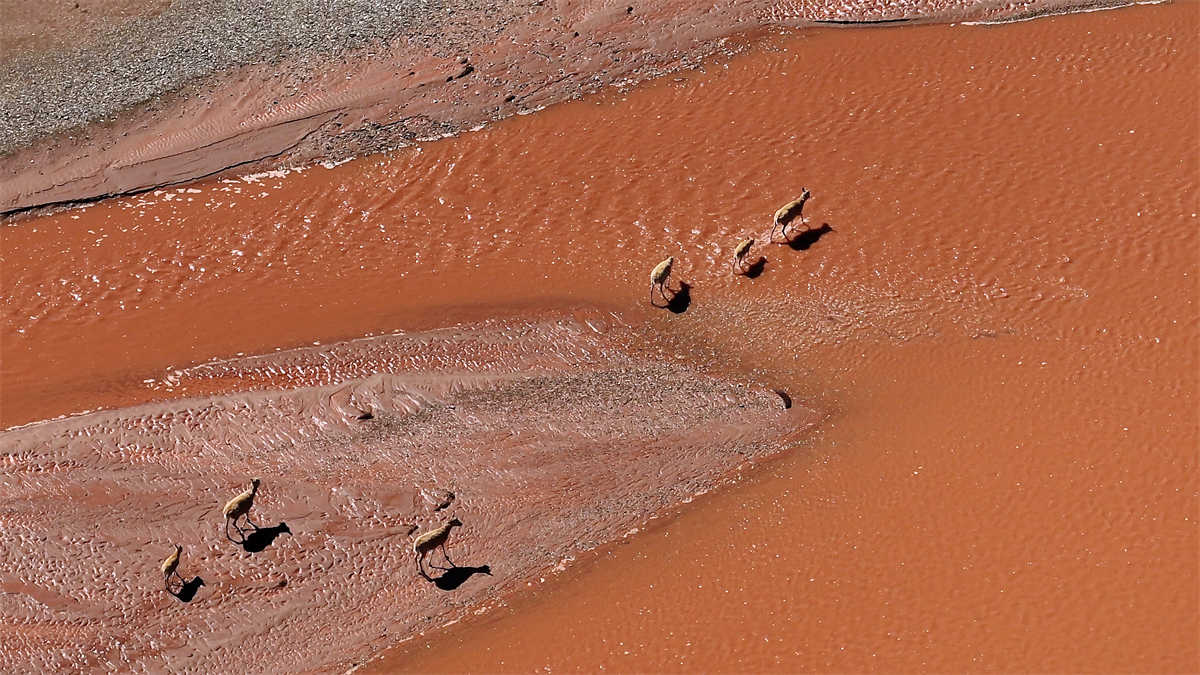 Several Tibetan antelopes are seen at the Qumar River in northwest China's Qinghai Province on August 10, 2024. /CGTN