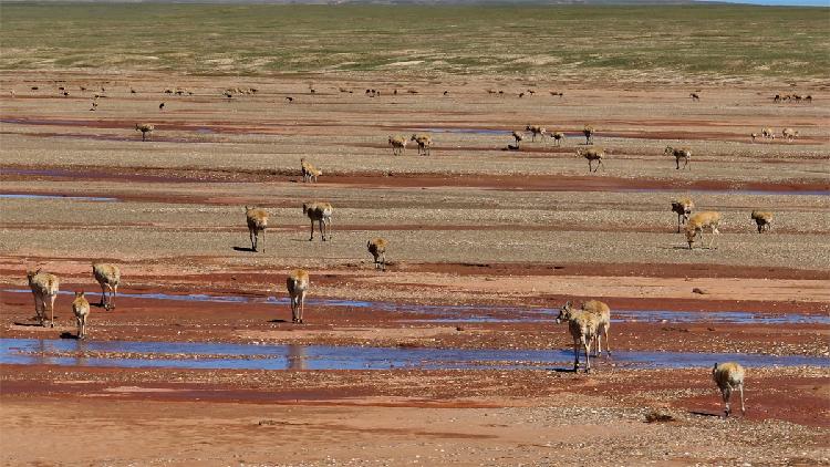 Herd of Tibetan antelopes ford river to return to original habitat