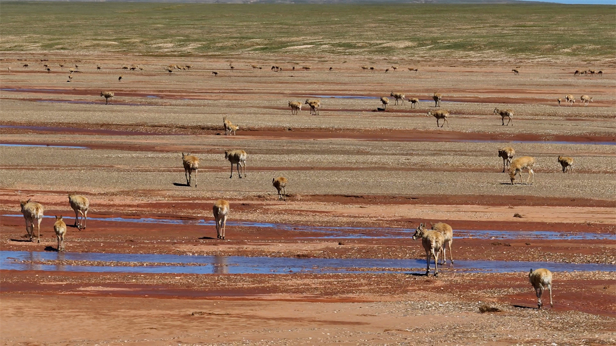 Dozens of Tibetan antelopes are seen at the Qumar River in northwest China's Qinghai Province on August 10, 2024. /CGTN