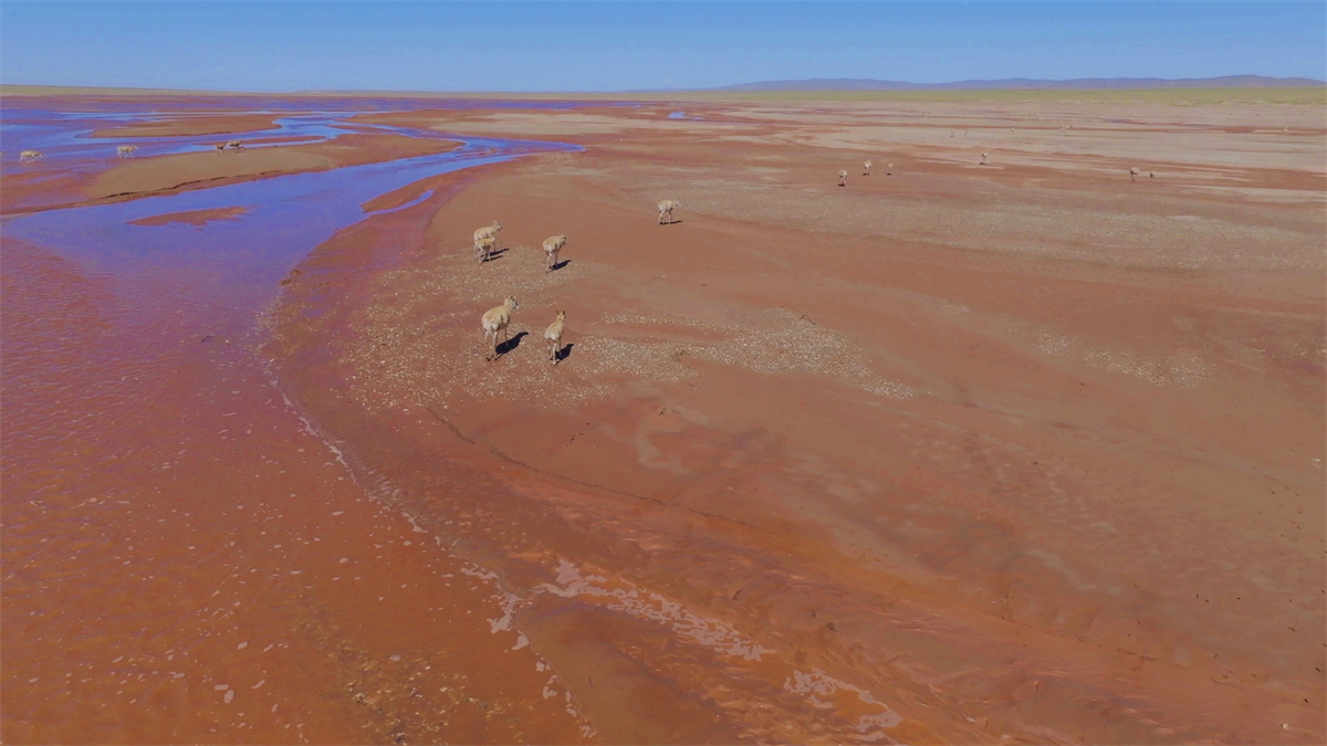 Several Tibetan antelopes are seen at the Qumar River in northwest China's Qinghai Province on August 10, 2024. /CGTN