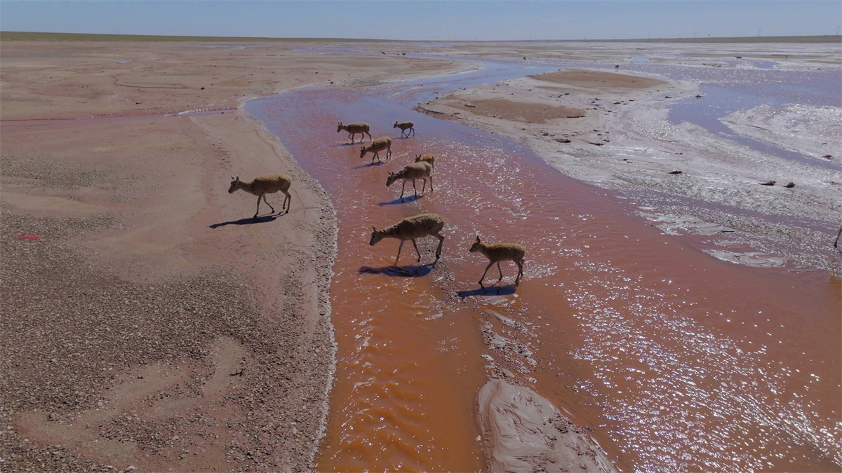 Several Tibetan antelopes are seen at the Qumar River in northwest China's Qinghai Province on August 10, 2024. /CGTN