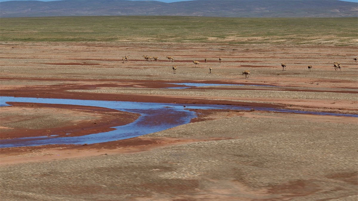 Dozens of Tibetan antelopes are seen at the Qumar River in northwest China's Qinghai Province on August 10, 2024. /CGTN