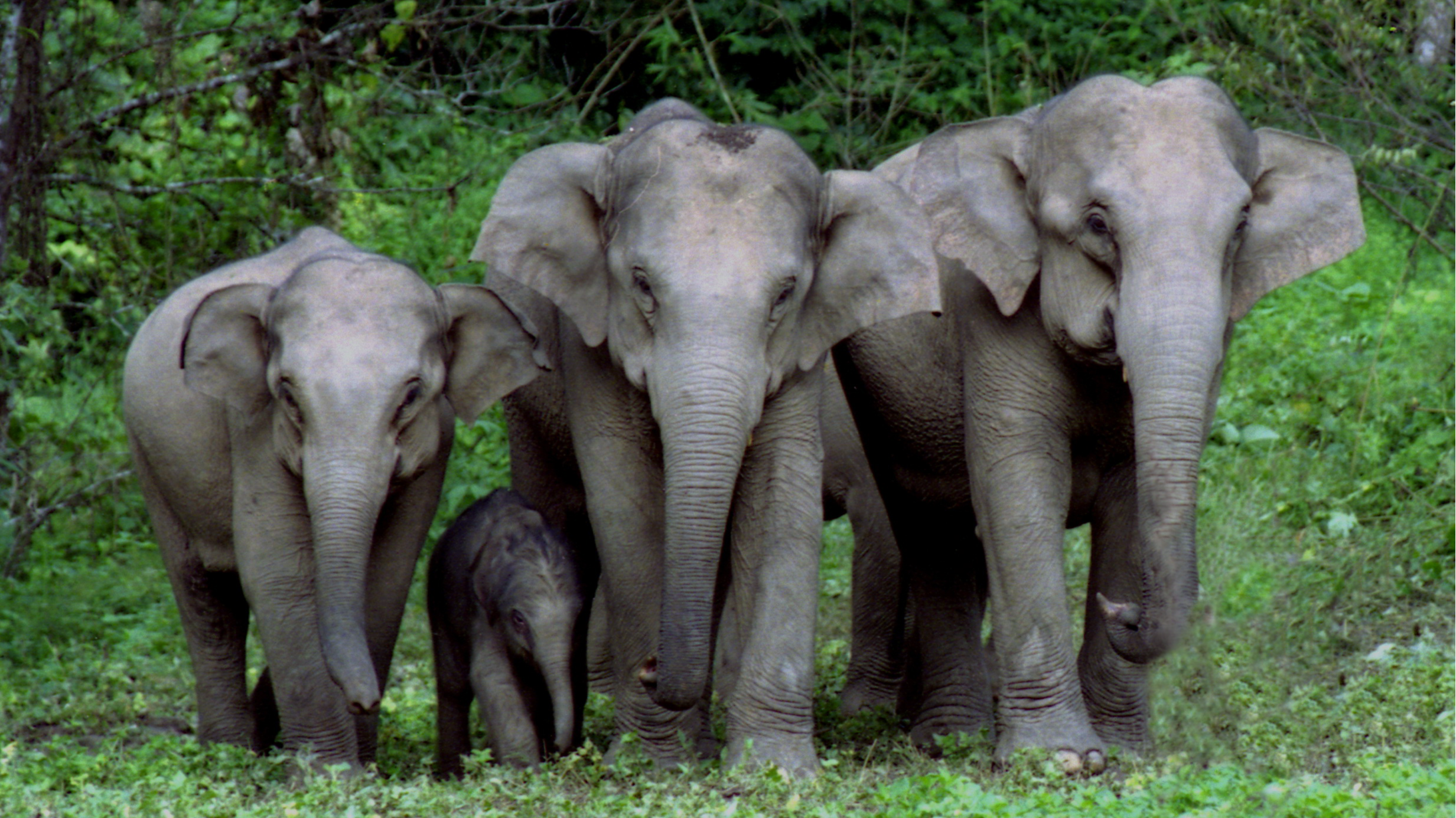 Live: Join the celebration of Asian elephants' birthday in SW China