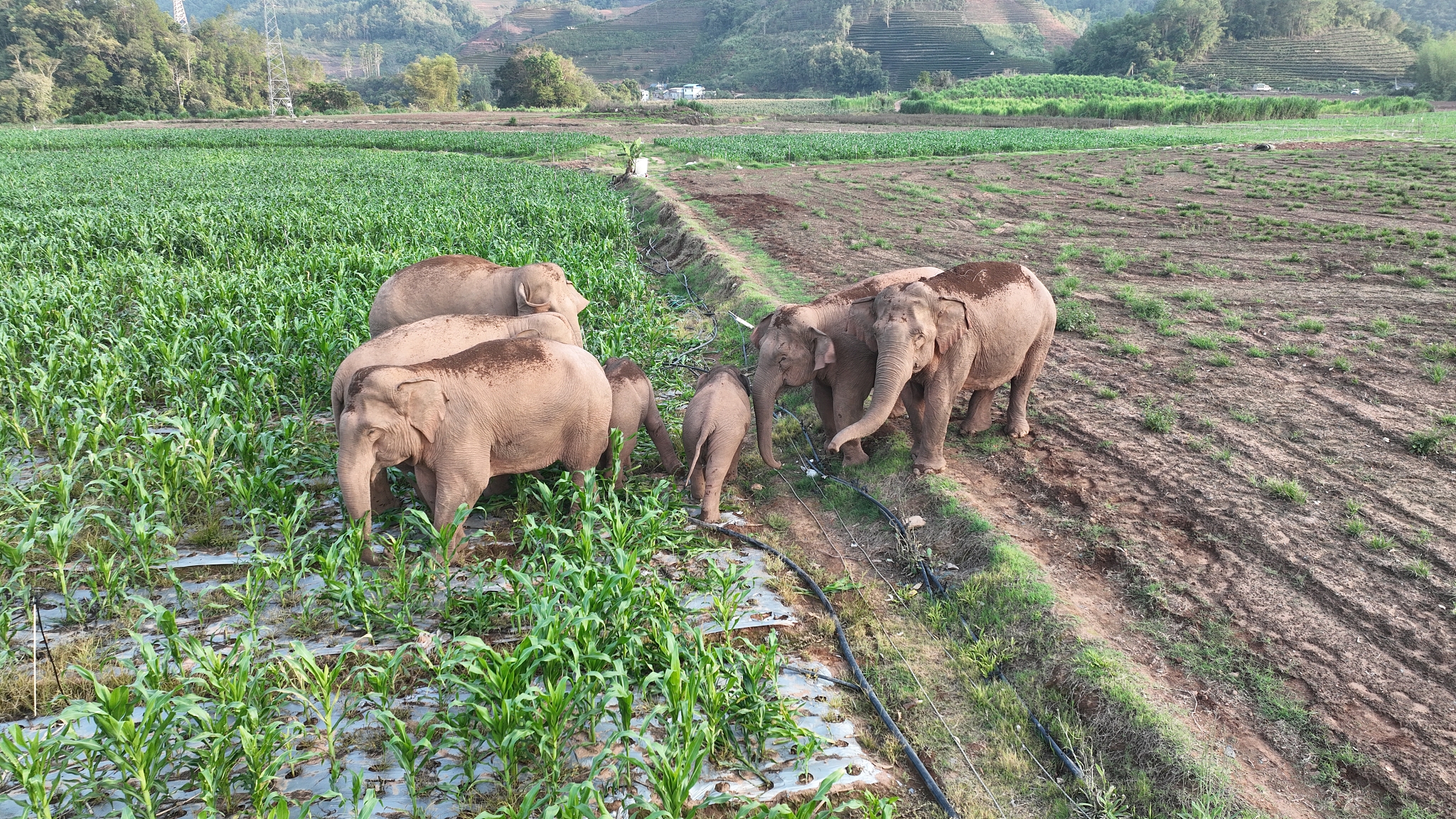 Gajah Asia mencari makanan di lahan pertanian di Kota Pu'er di Provinsi Yunnan, Tiongkok barat daya, 17 Mei 2023. /CFP