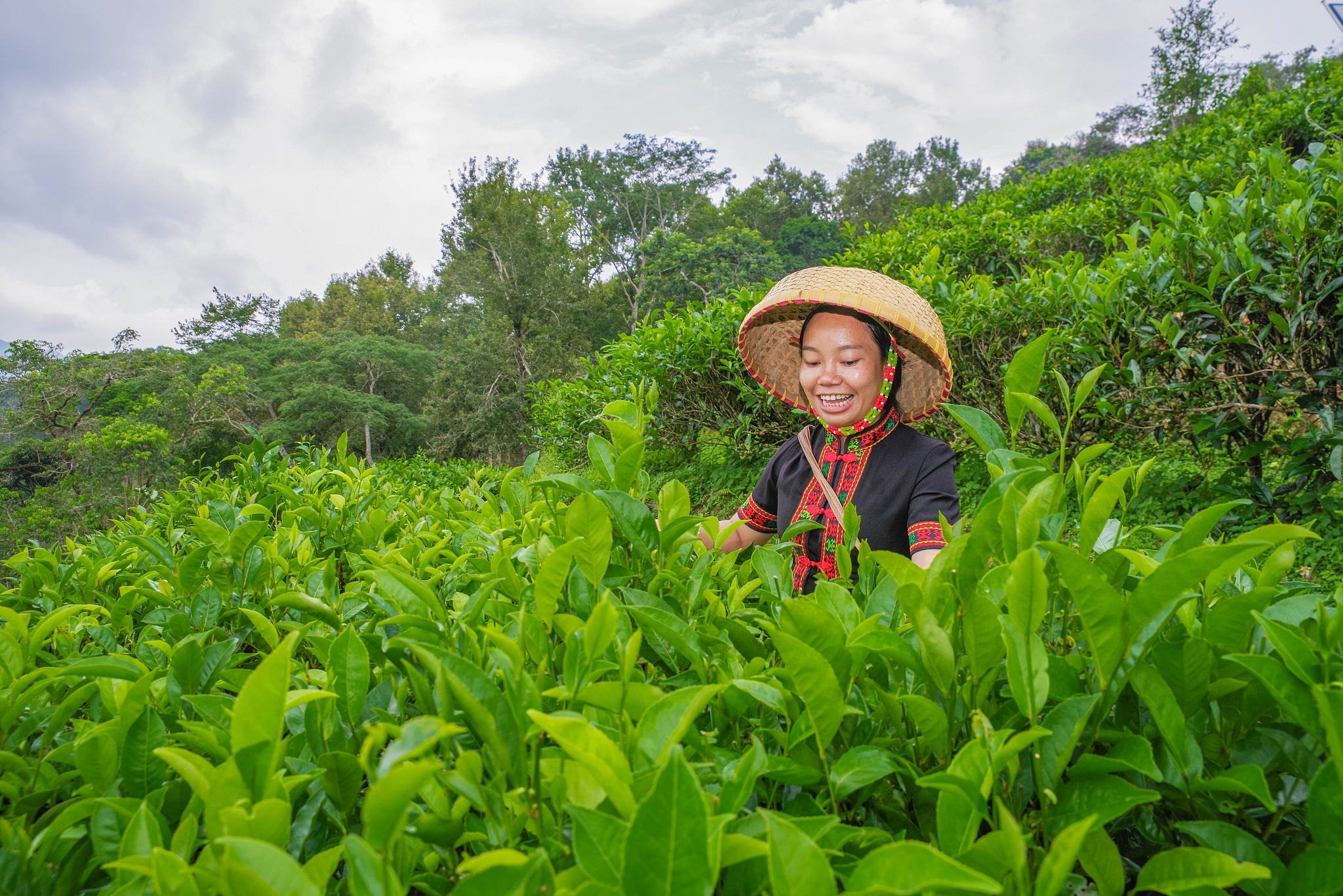 A villager harvesting large-leaf tea from a tea garden, Maona Village, Wuzhishan City, September 20, 2022. /CFP