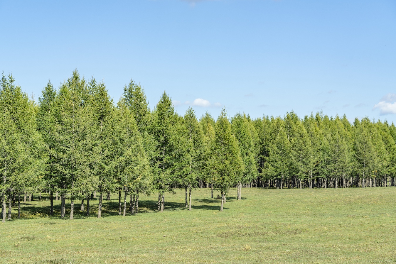 Trees in Saihanba, Hebei Province, north China. /CFP