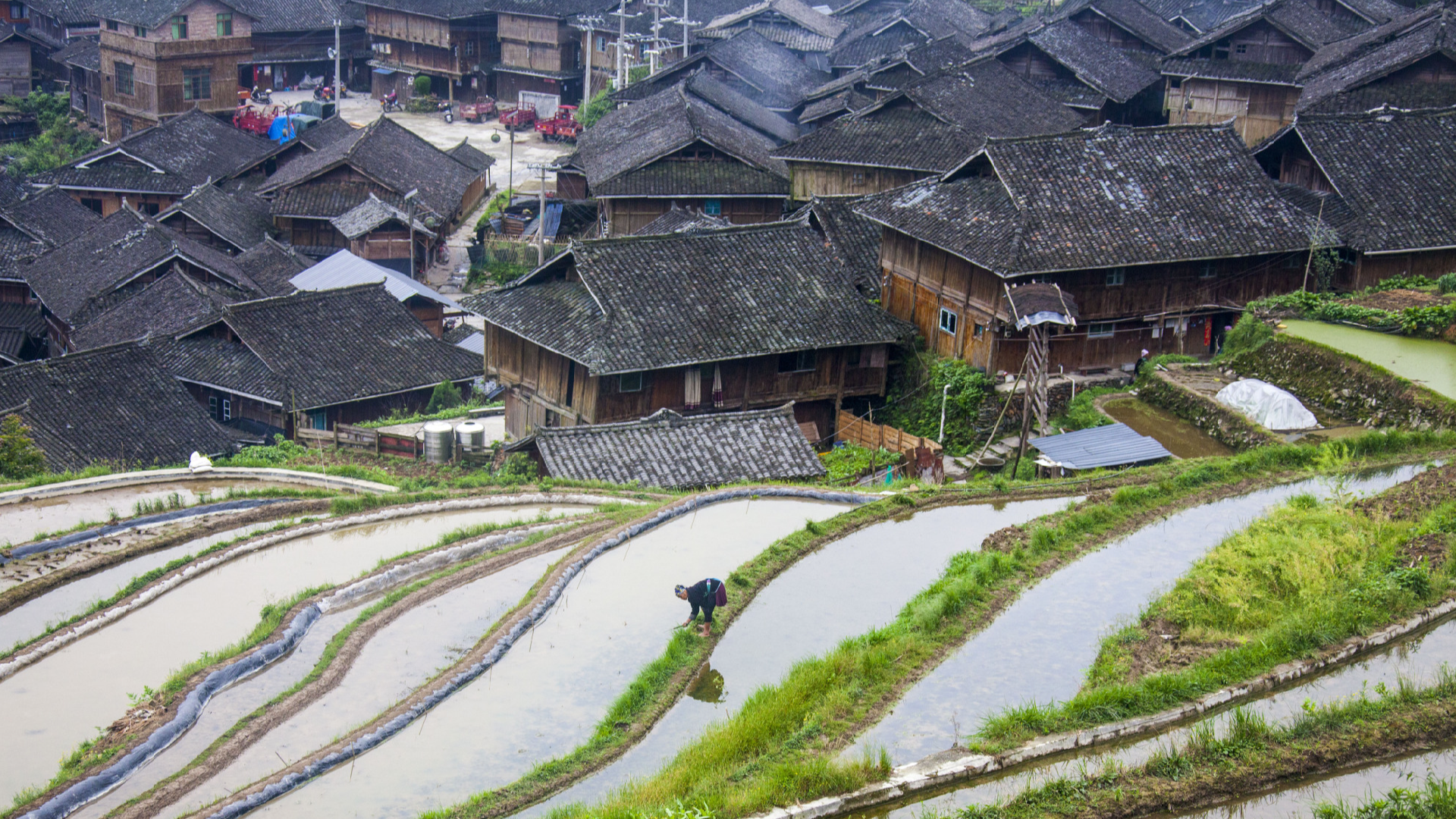 Miao village in Guizhou in harmony with rice terraces