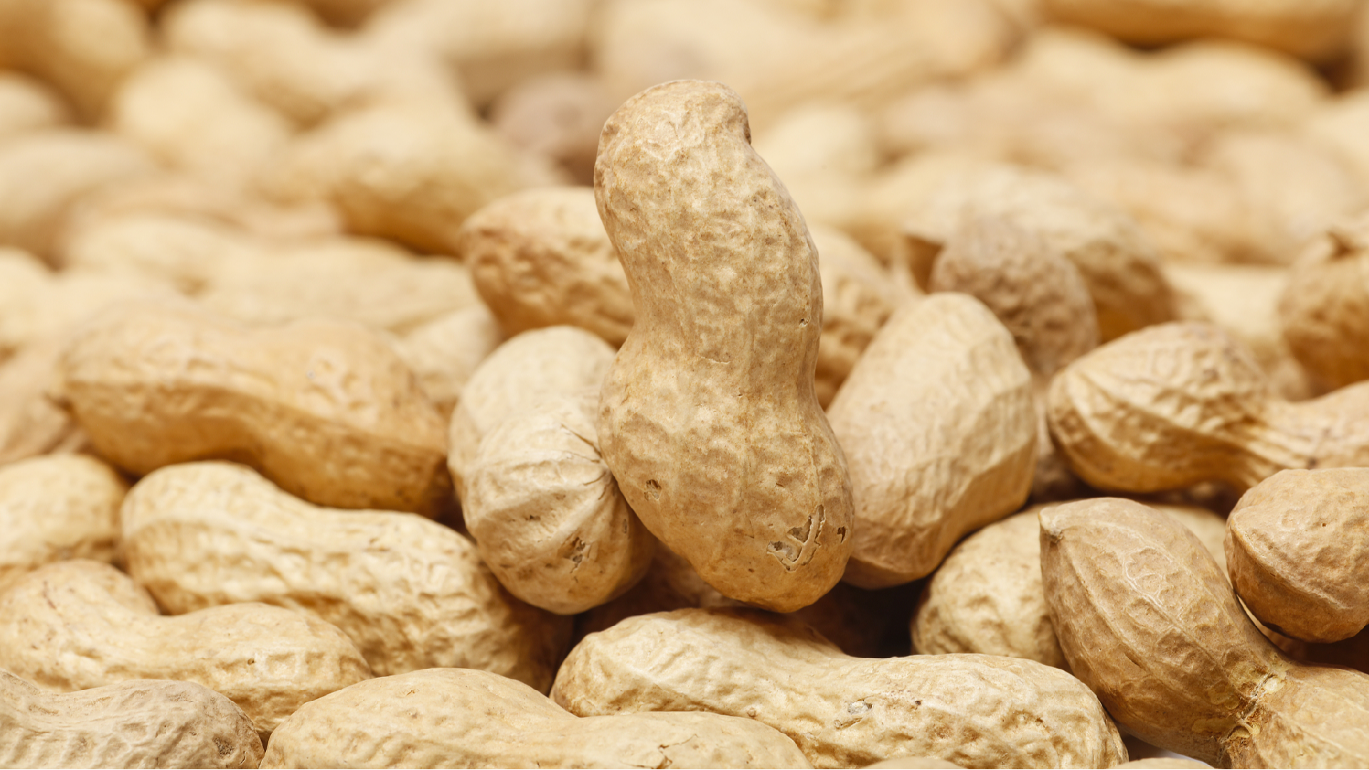 Deciphering the Peanut Genome: Researchers Reveal Evolutionary Insights