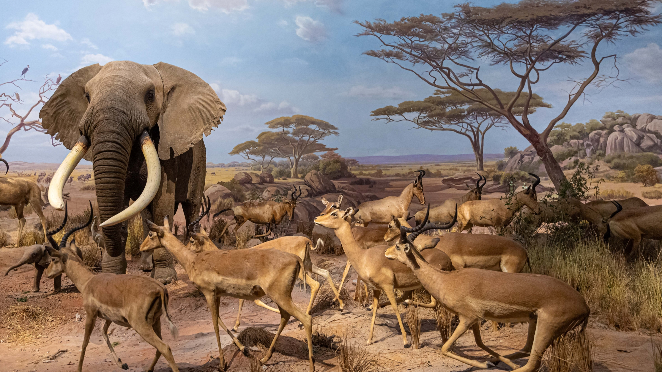 Exhibition brings majesty of African wildlife migration to Shandong
