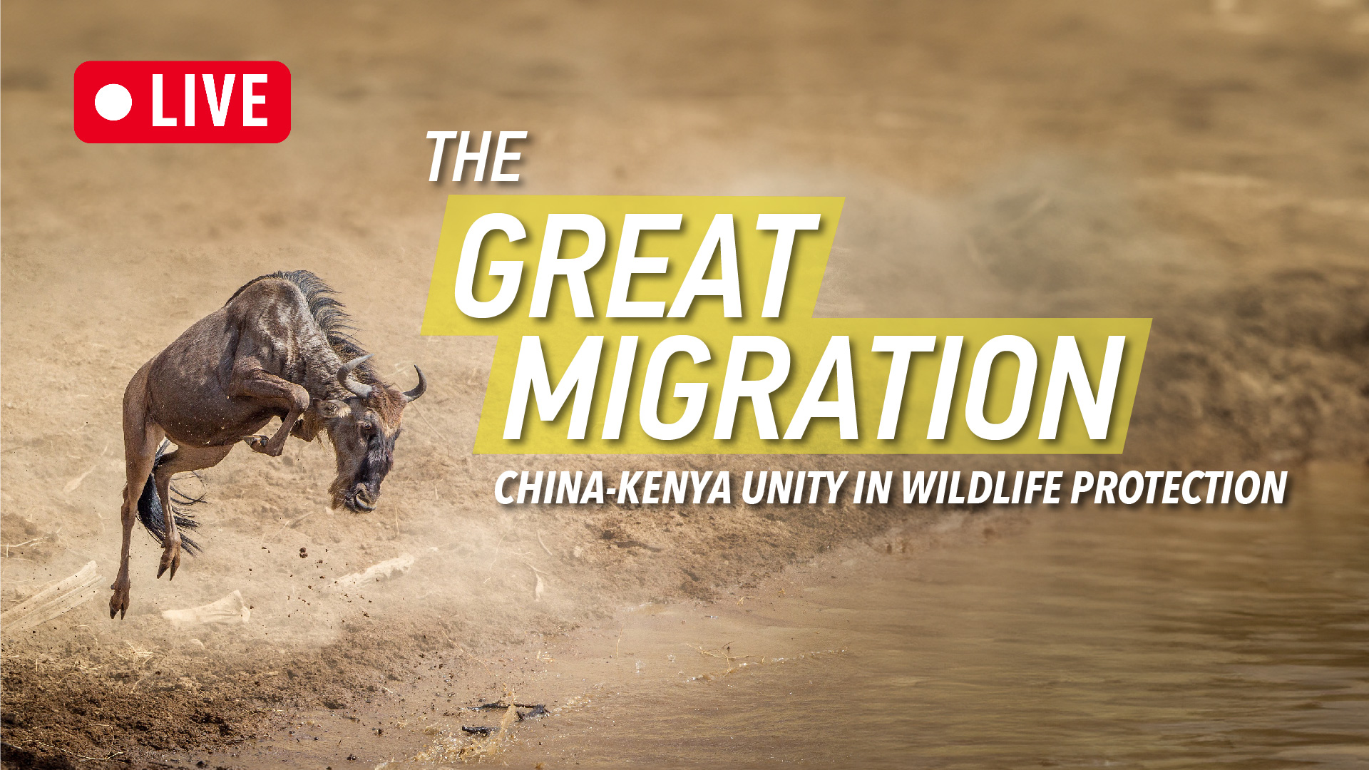Live: The Great Migration – Africa beyond the Great Migration