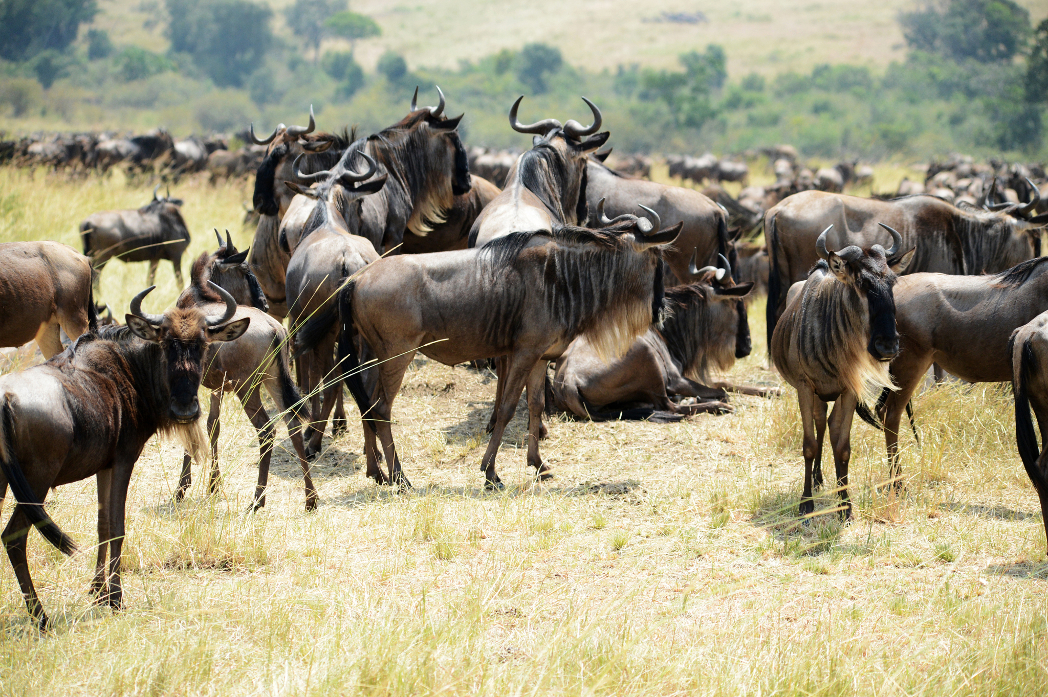 African wildlife migration, a stunning spectacle of nature