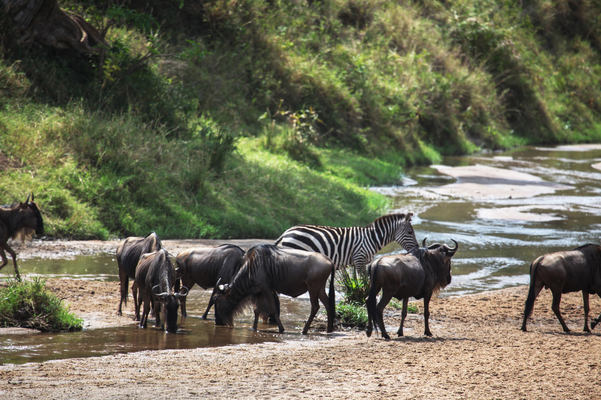 African wildlife migration, a stunning spectacle of nature