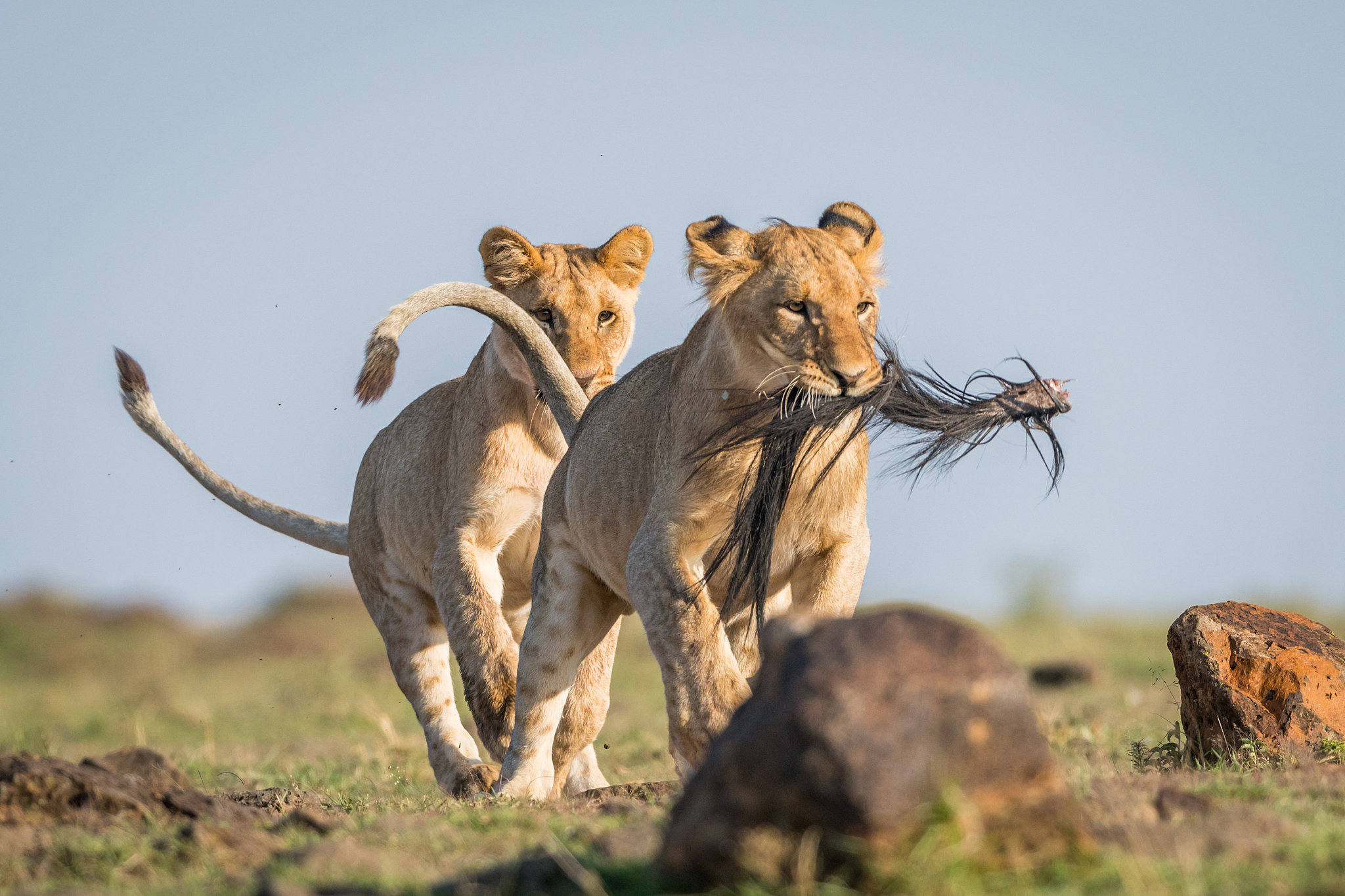 African wildlife migration, a stunning spectacle of nature