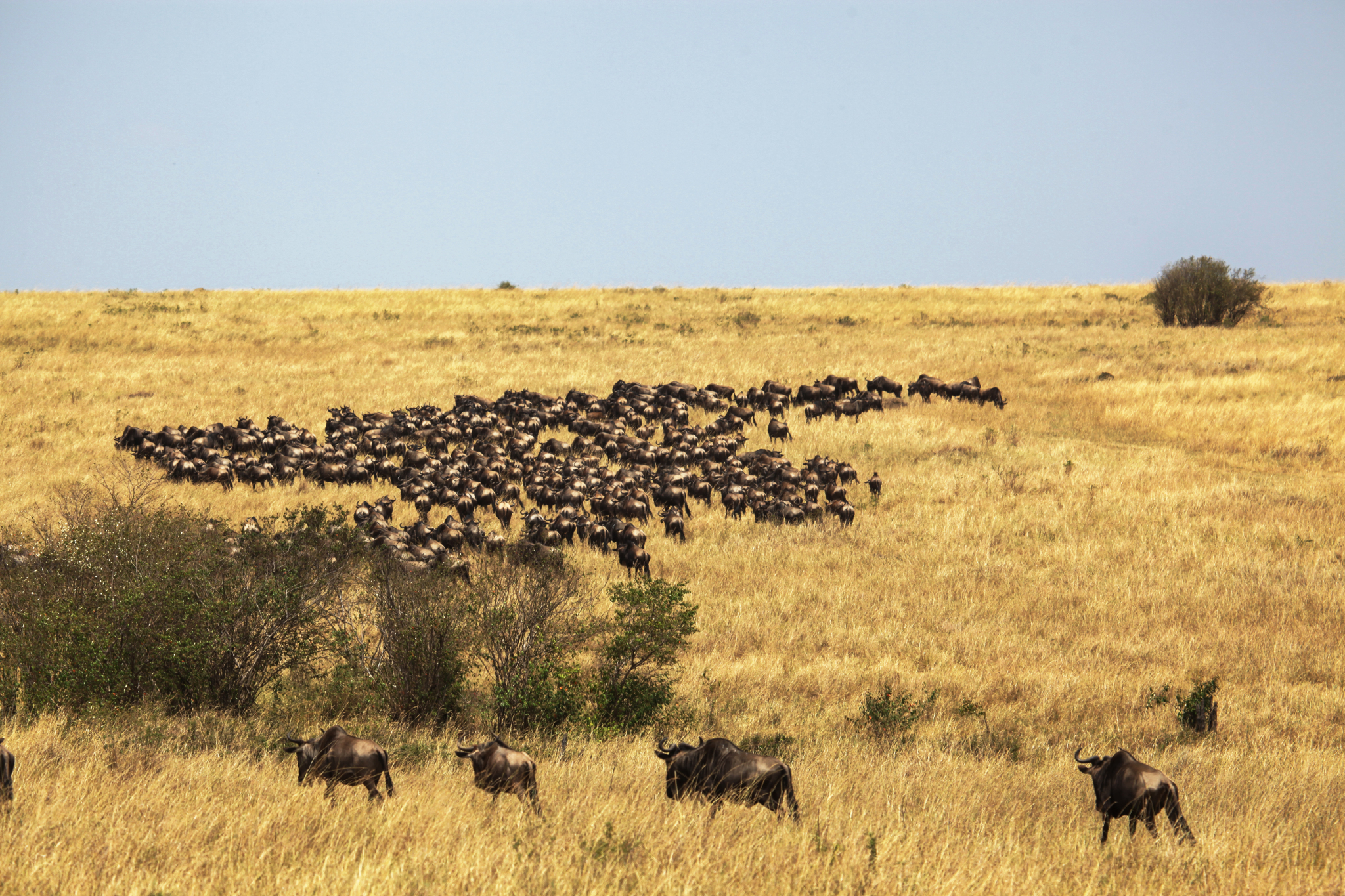 African wildlife migration, a stunning spectacle of nature