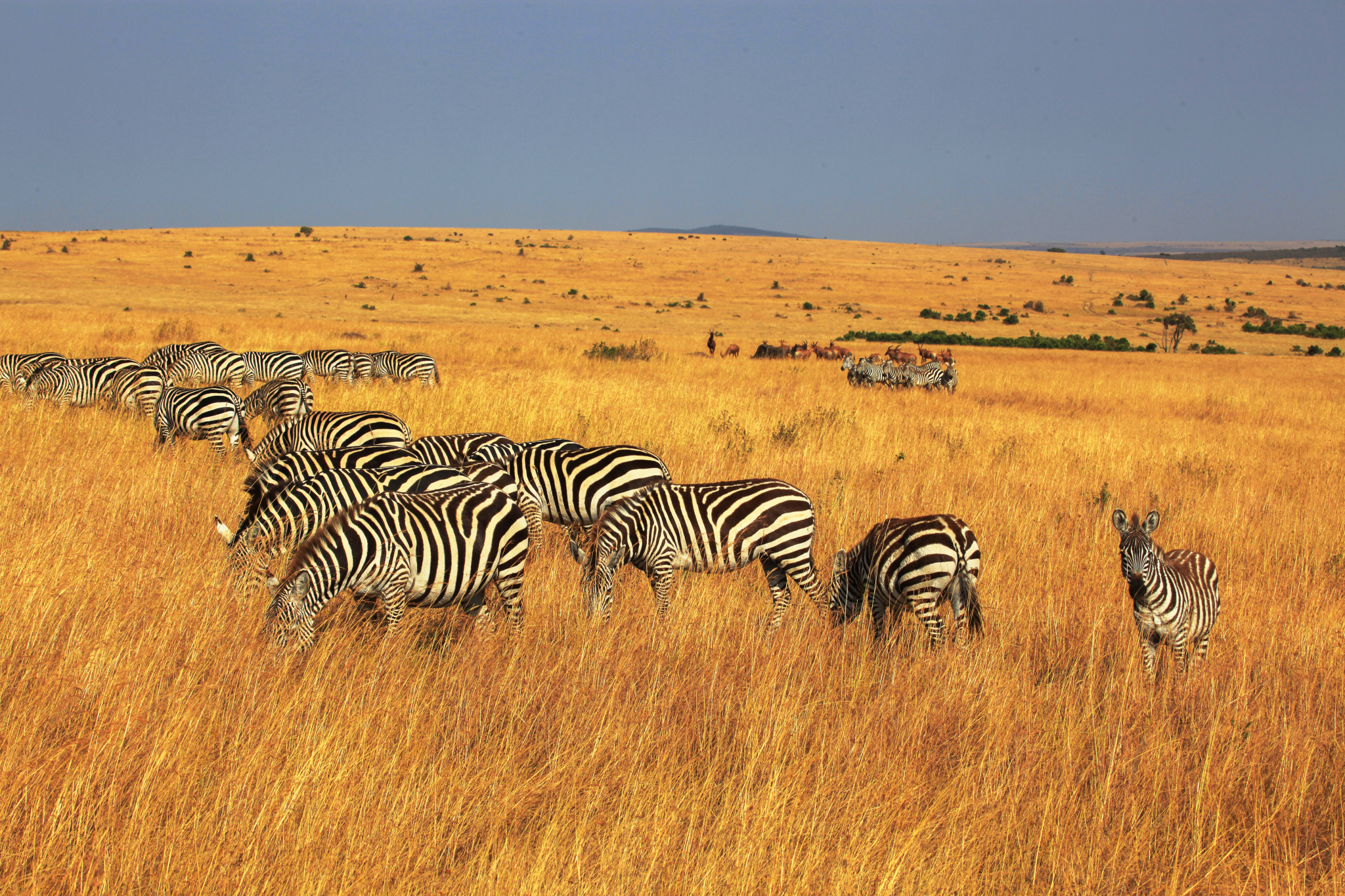 African wildlife migration, a stunning spectacle of nature