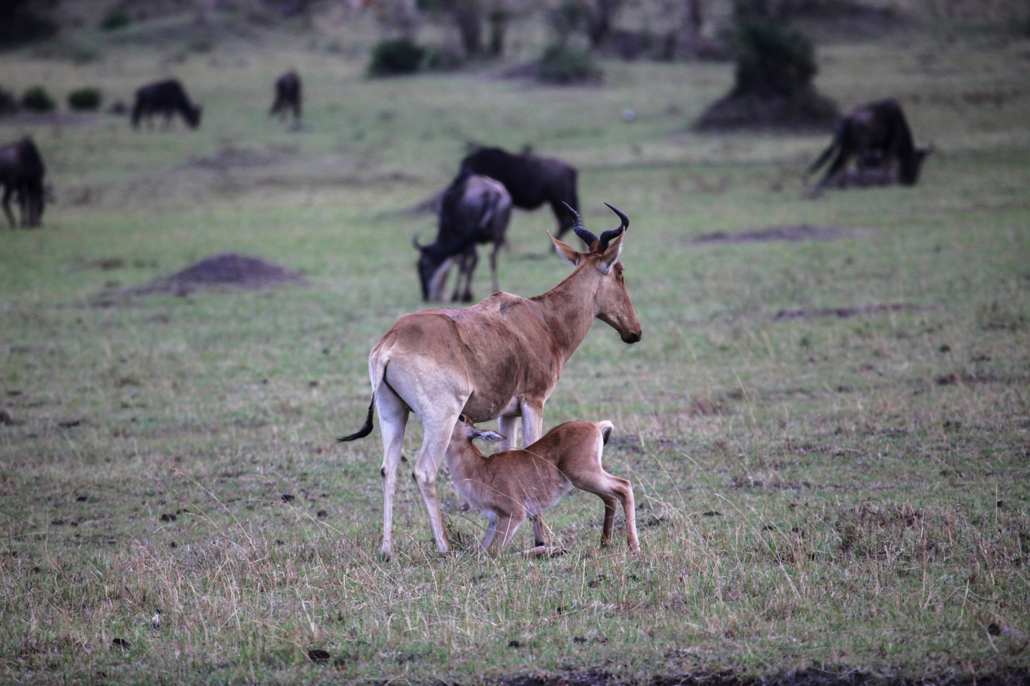 African wildlife migration, a stunning spectacle of nature