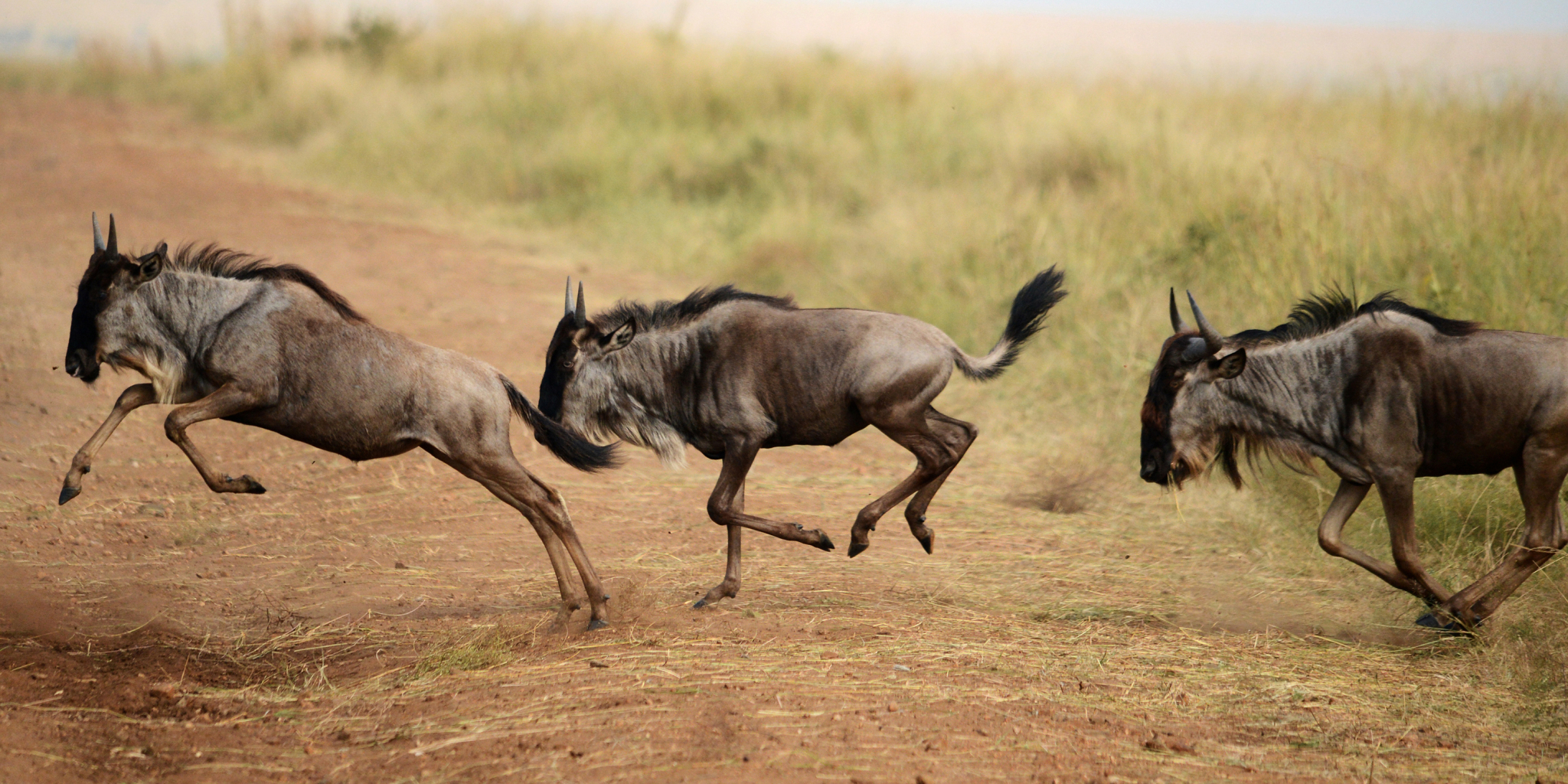 African wildlife migration, a stunning spectacle of nature