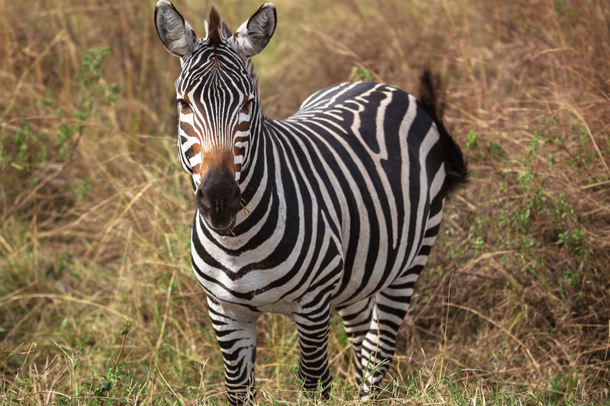 African wildlife migration, a stunning spectacle of nature