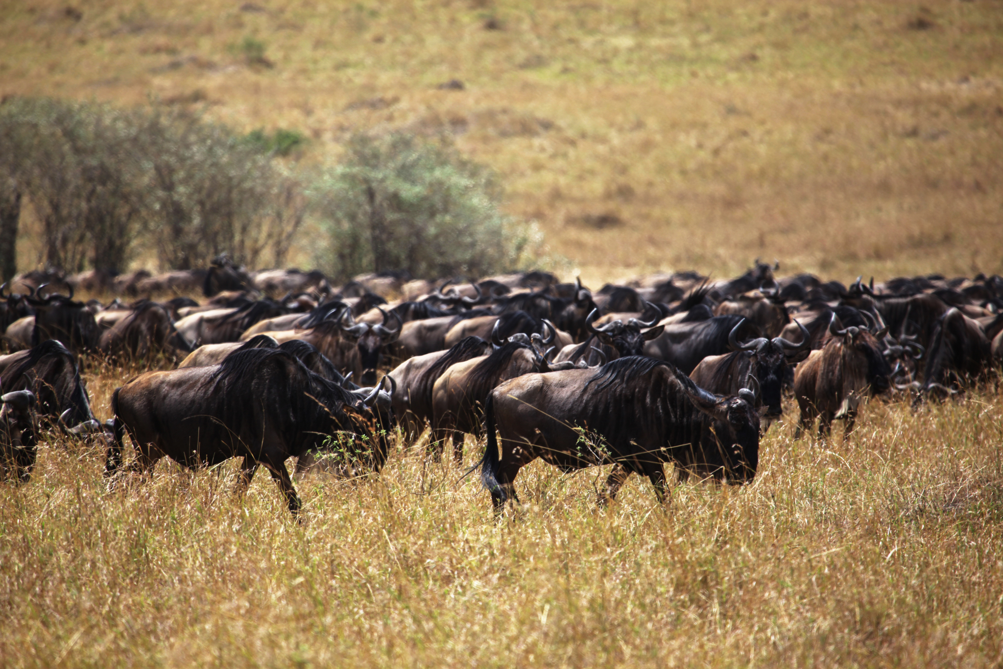 African wildlife migration, a stunning spectacle of nature