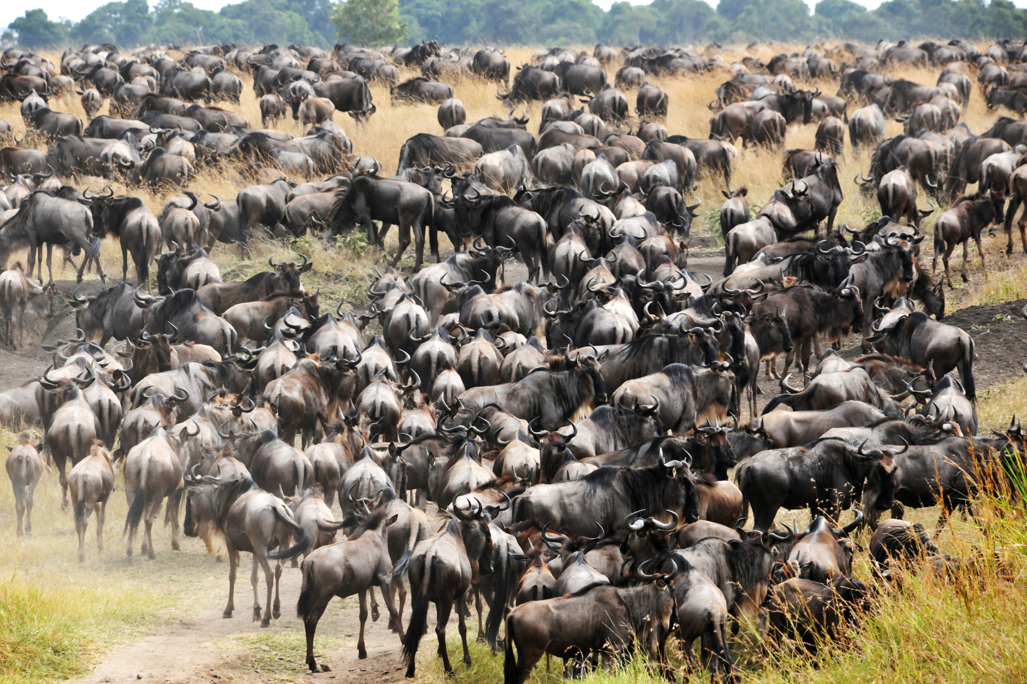 African wildlife migration, a stunning spectacle of nature