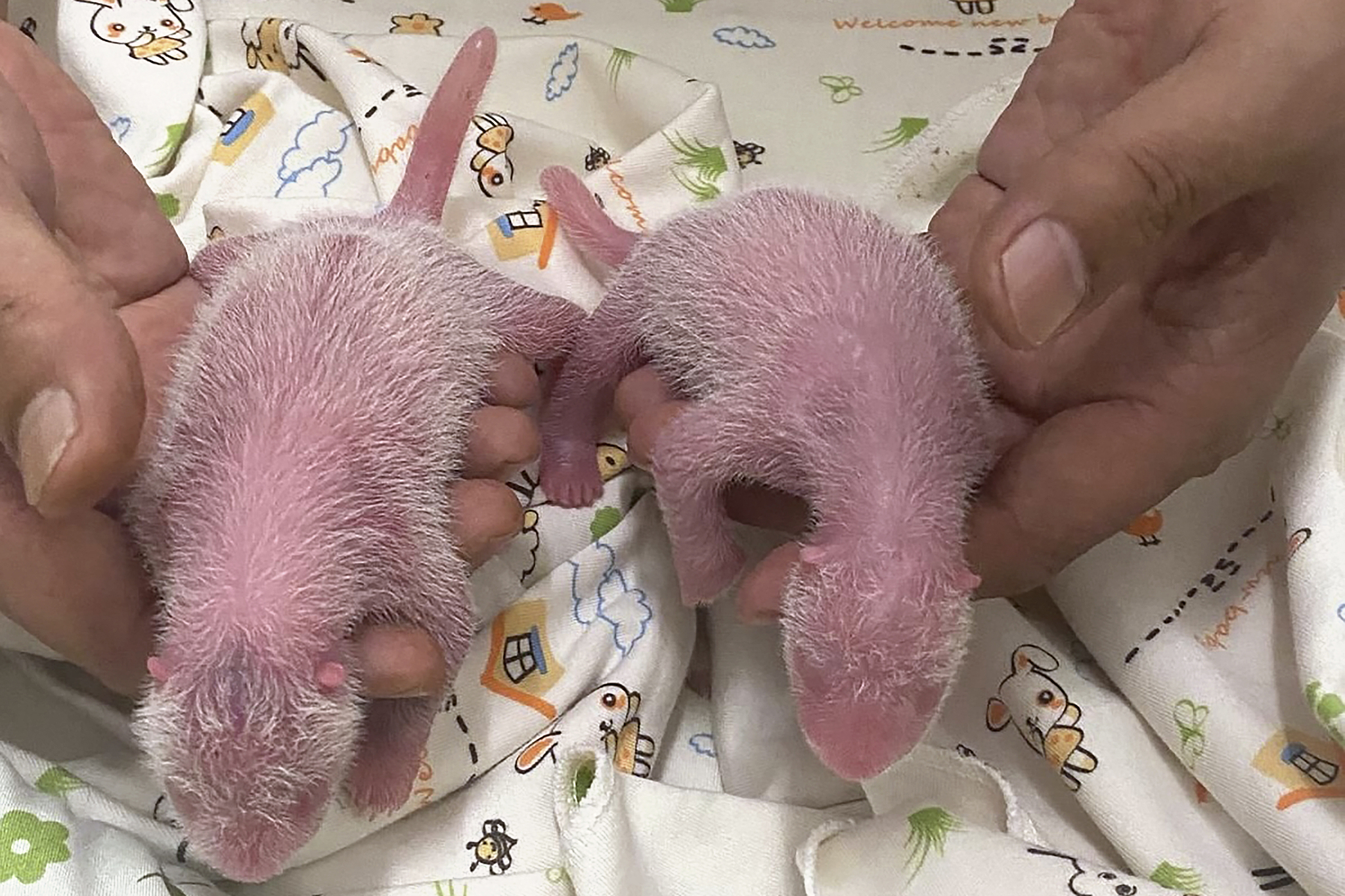 Twin panda cubs in Hong Kong's Ocean Park, August 15, 2024. /CFP