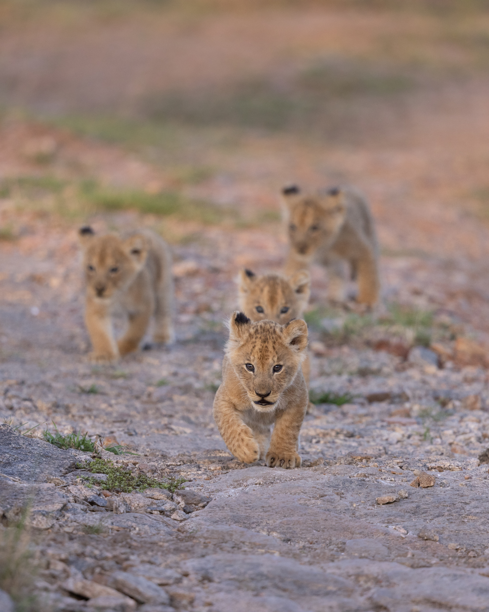 Africa's Great Migration: A dynamic showcase of the circle of life