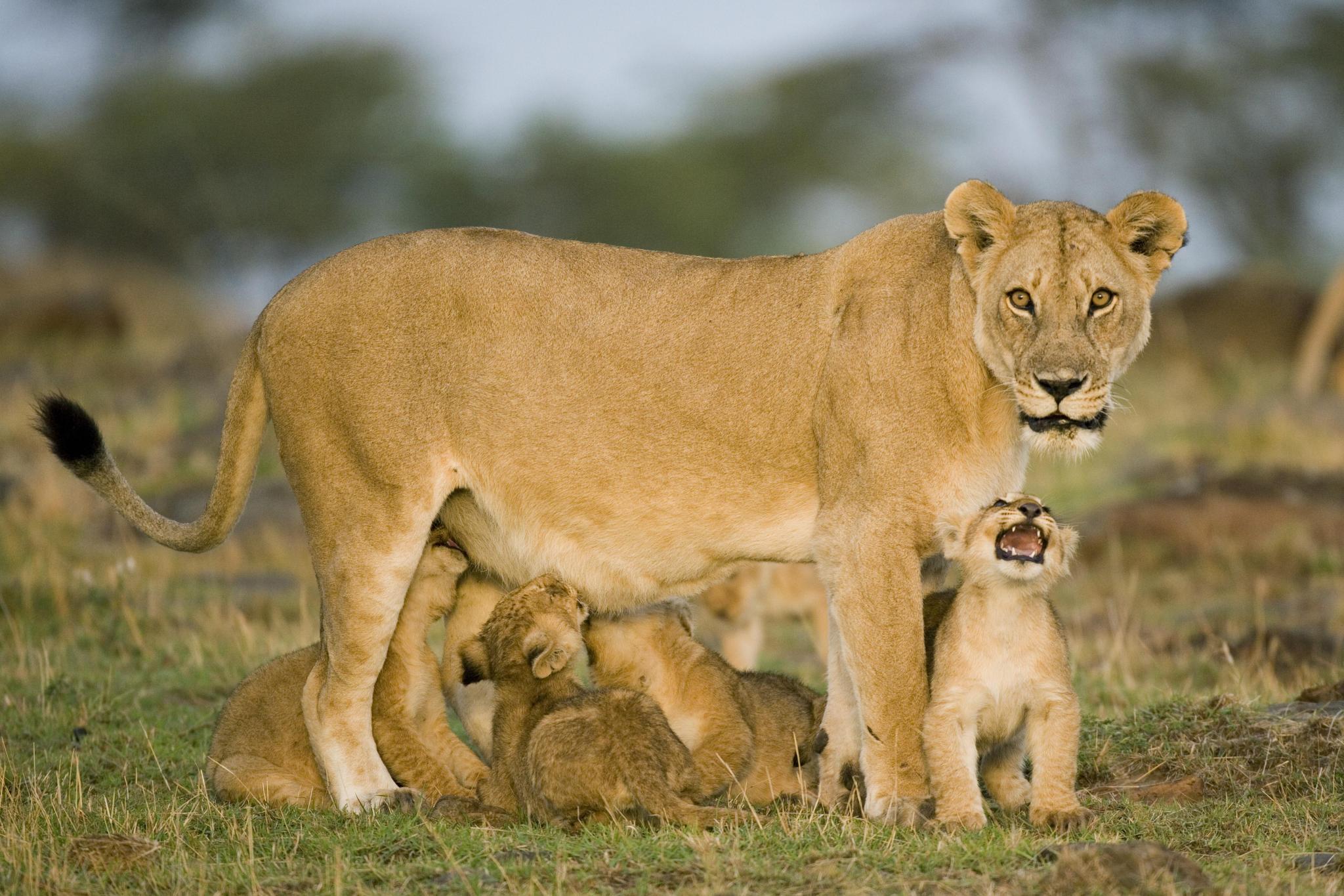 Africa's Great Migration: A dynamic showcase of the circle of life