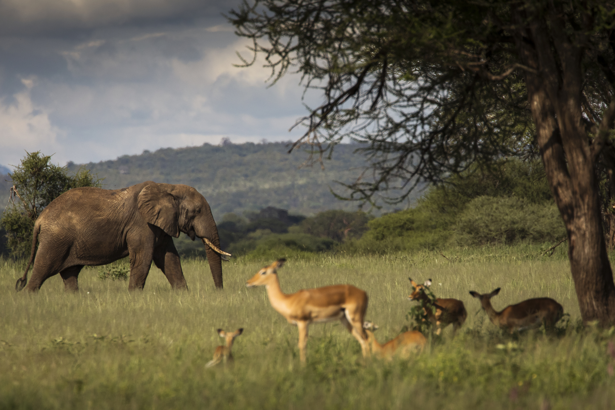 Africa's Great Migration: A dynamic showcase of the circle of life