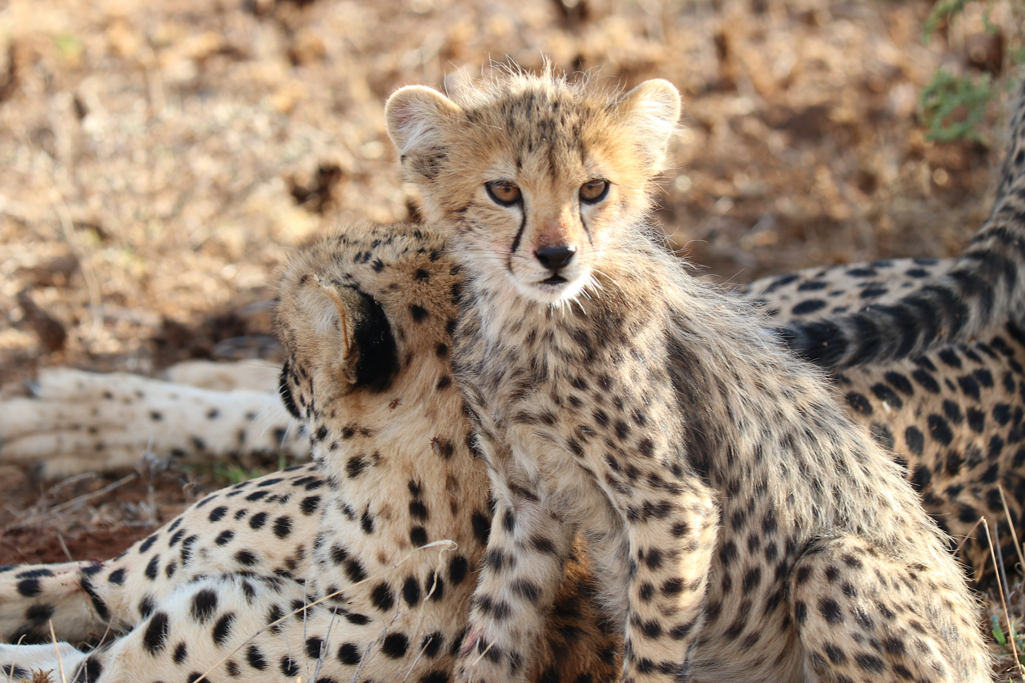 Africa's Great Migration: A dynamic showcase of the circle of life