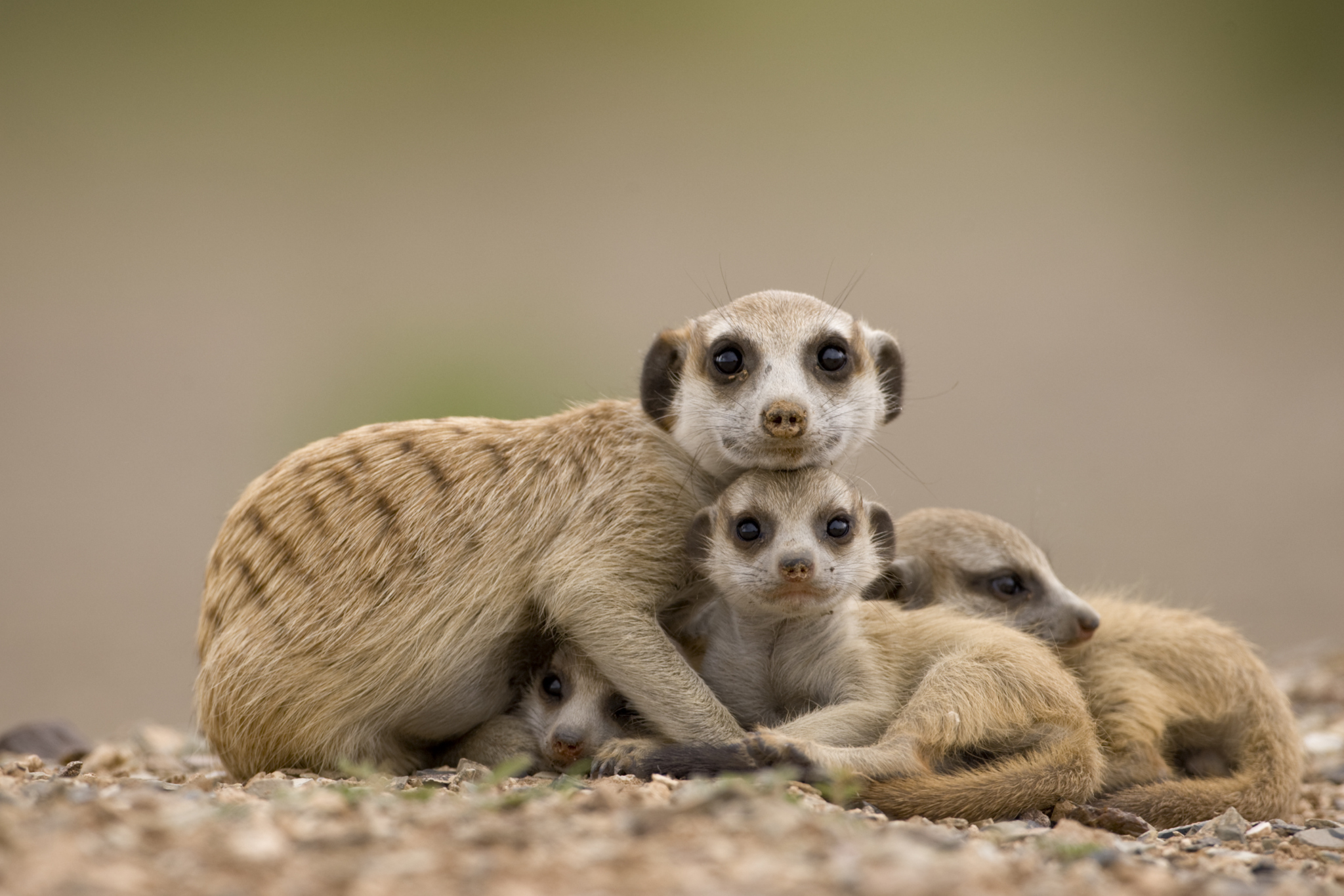 Africa's Great Migration: A dynamic showcase of the circle of life