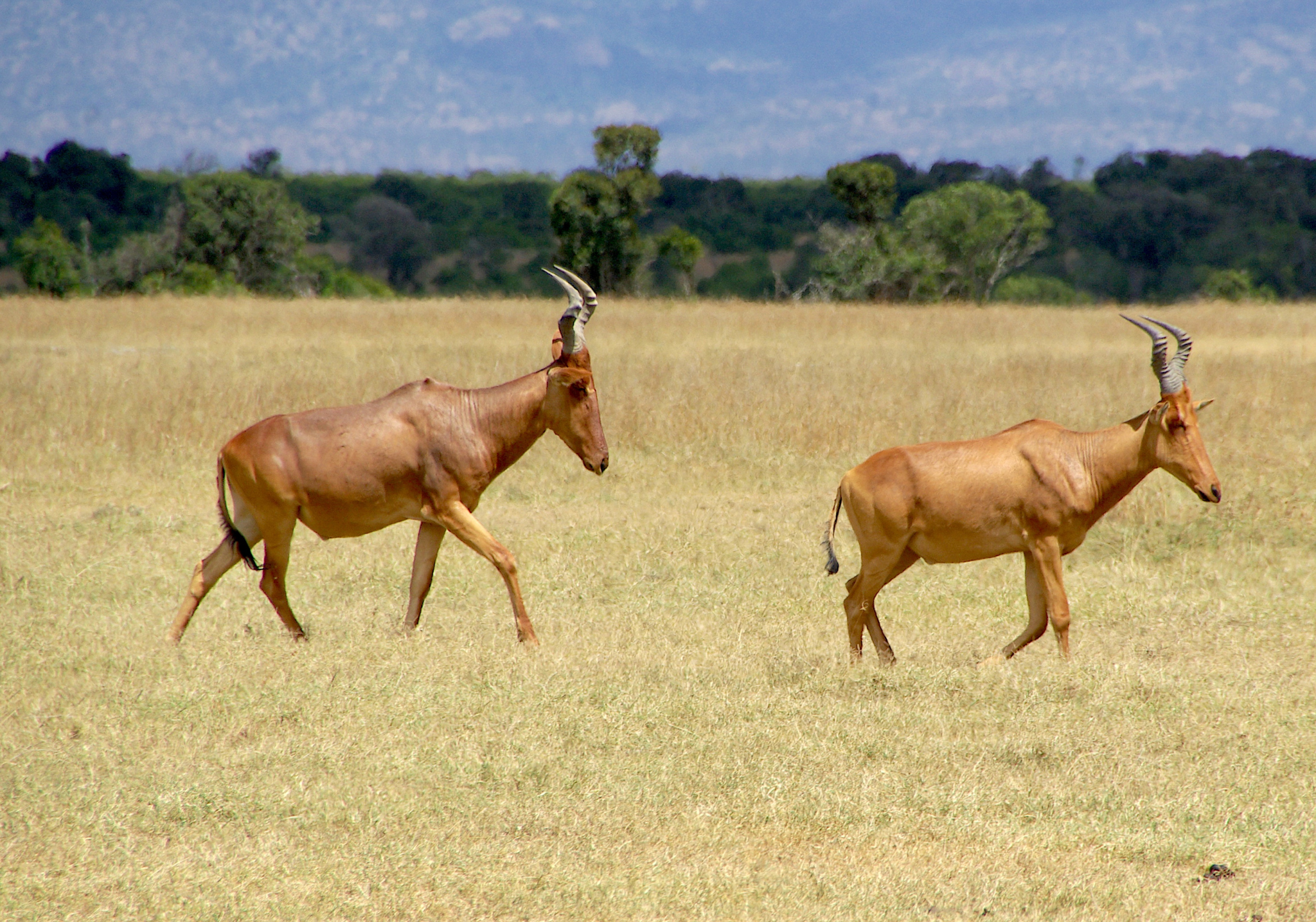 Africa's Great Migration: A dynamic showcase of the circle of life