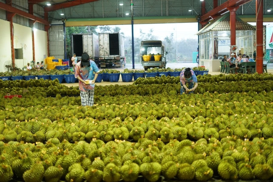 Durian yang akan diekspor ke China diberi label di pabrik pengolahan di provinsi Dak Lak, Vietnam, 15 September 2023. /Xinhua