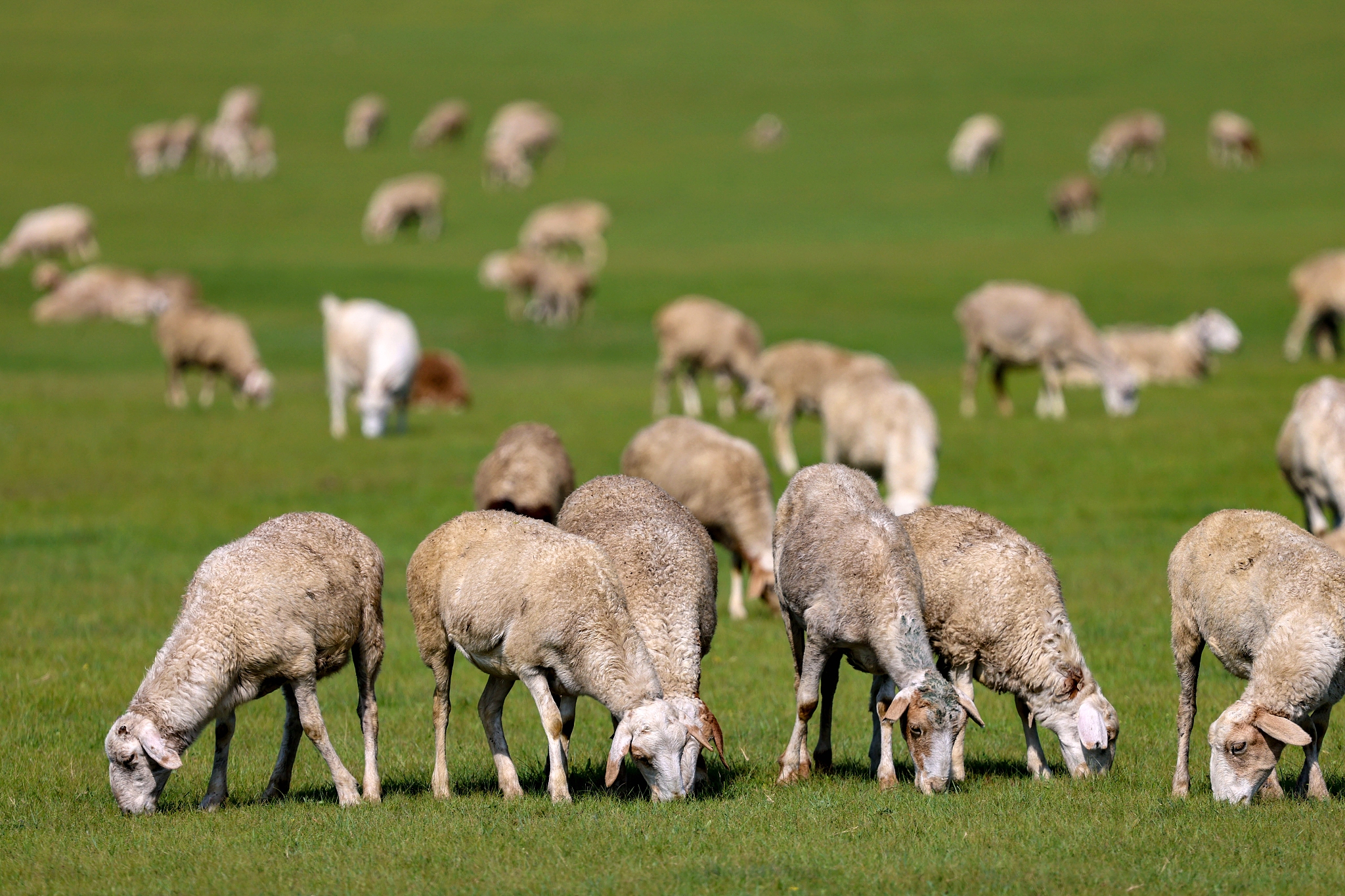 A herd of sheep graze at the Hulun Buir Grassland in north China's Inner Mongolia Autonomous Region on August 17, 2024. /CFP