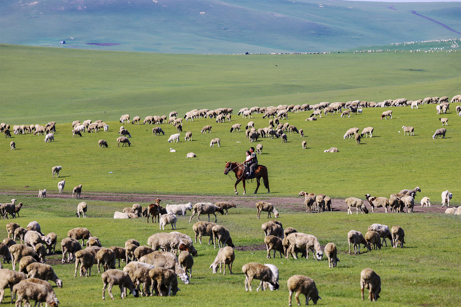 Herds of sheep graze at the Hulun Buir Grassland in north China's Inner Mongolia Autonomous Region on August 17, 2024. /CFP