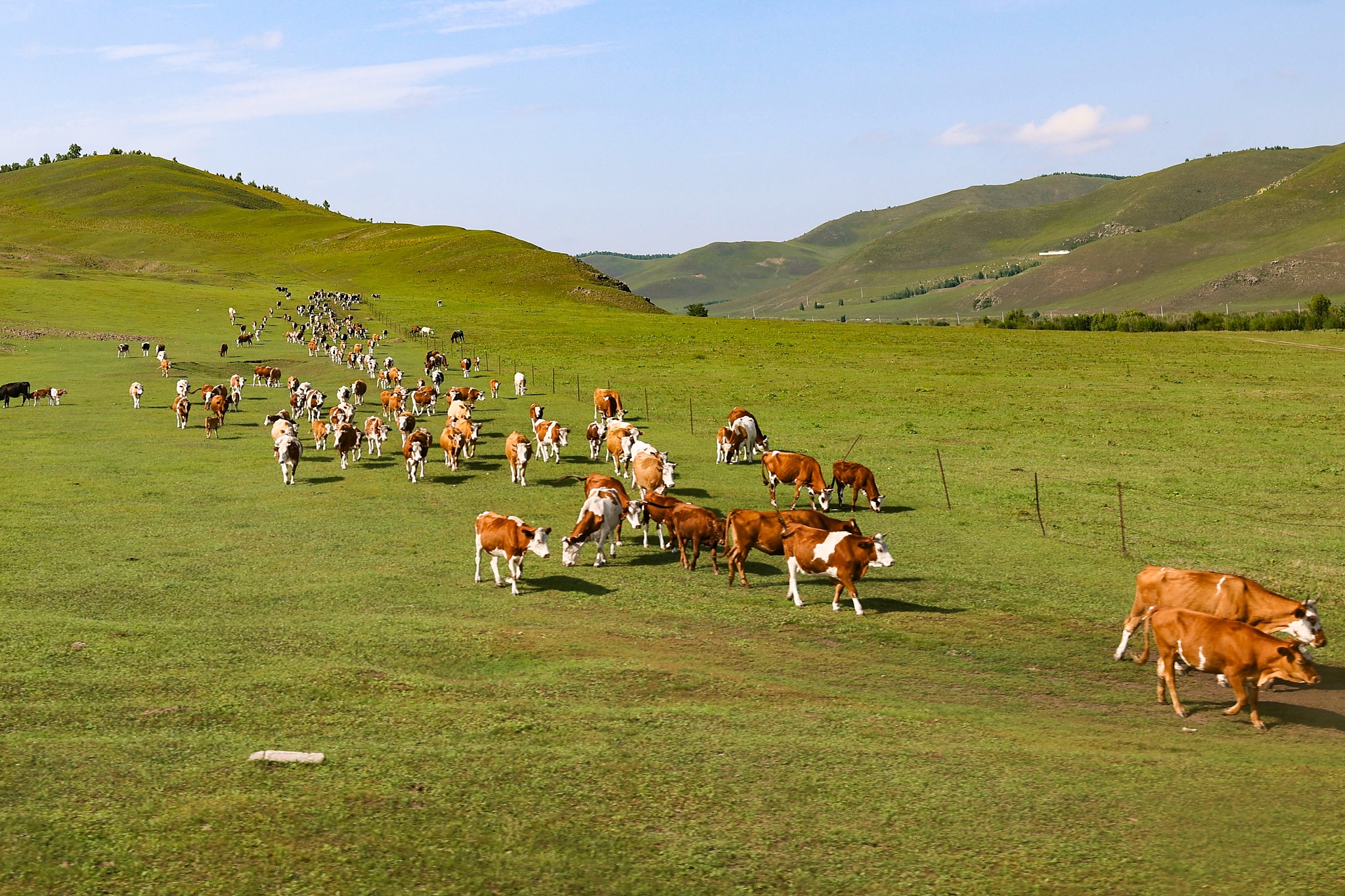 A herd of cattle graze at the Hulun Buir Grassland in north China's Inner Mongolia Autonomous Region on August 17, 2024. /CFP