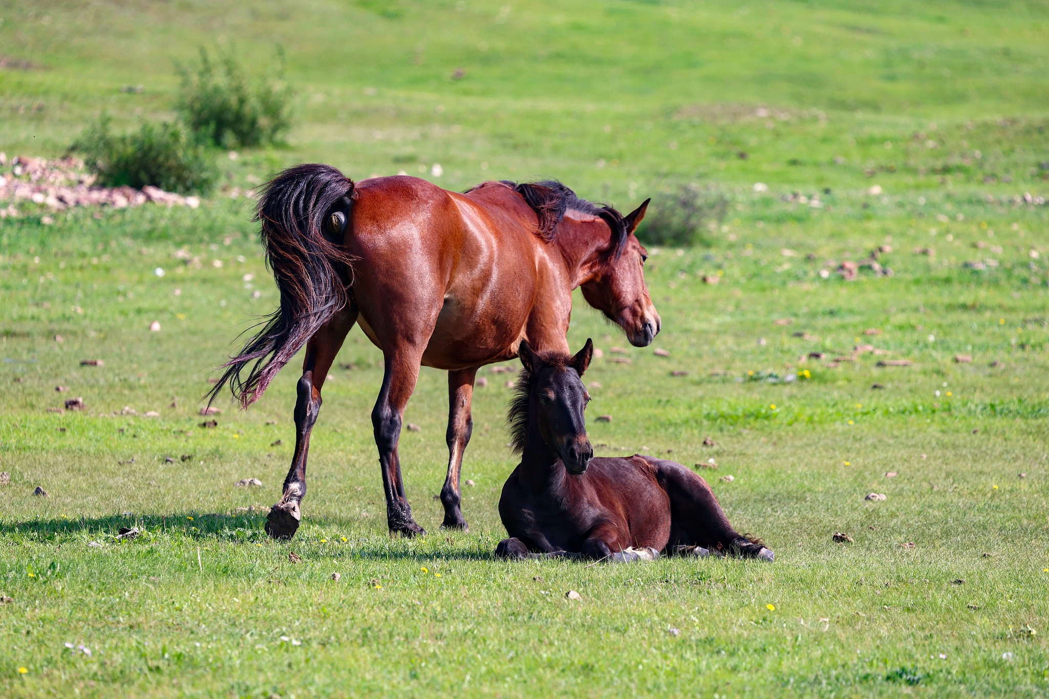 Horses enjoy the natural environment at the Hulun Buir Grassland in north China's Inner Mongolia Autonomous Region on August 17, 2024. /CFP