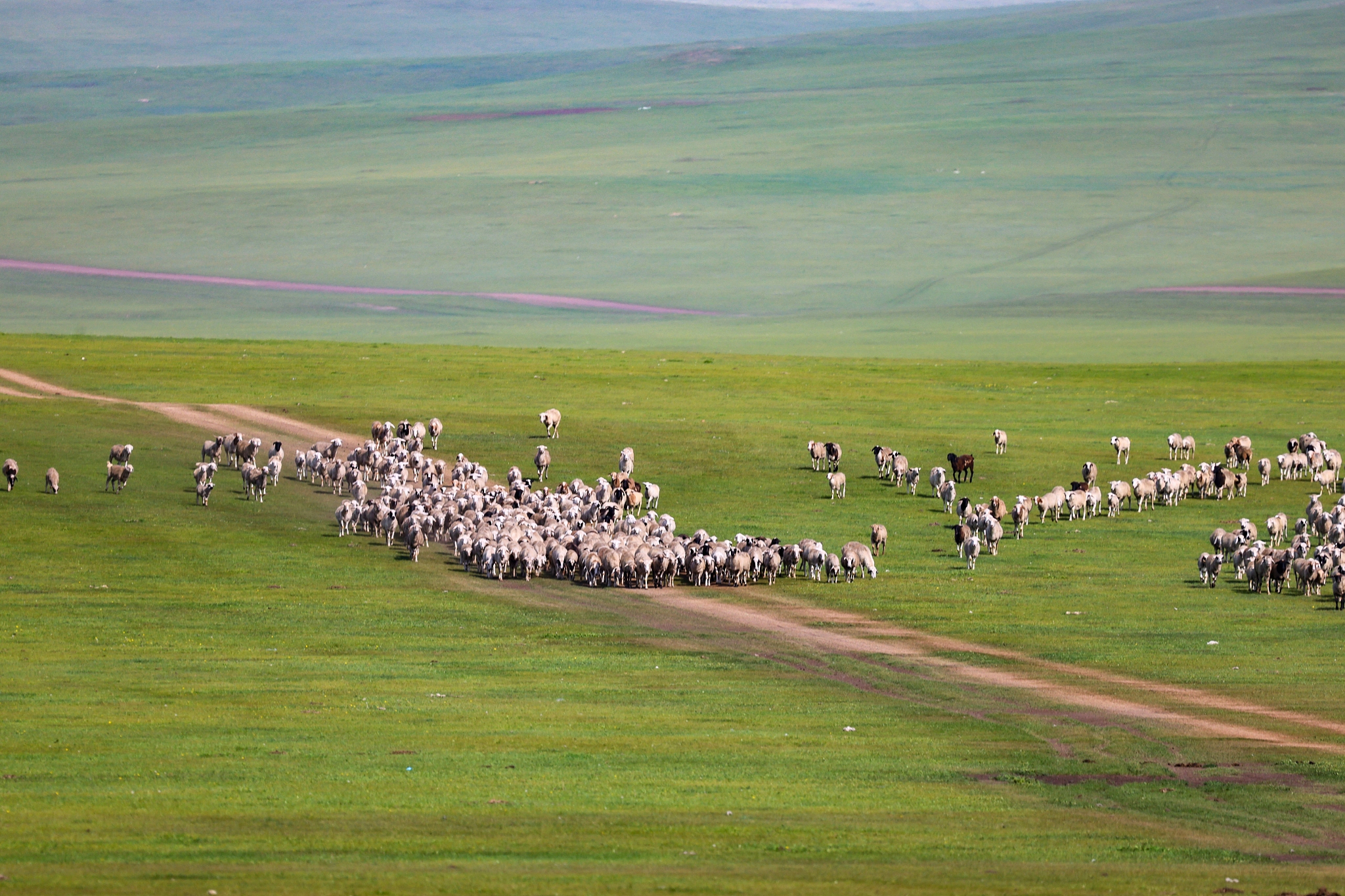 Herds of sheep graze at the Hulun Buir Grassland in north China's Inner Mongolia Autonomous Region on August 17, 2024. /CFP