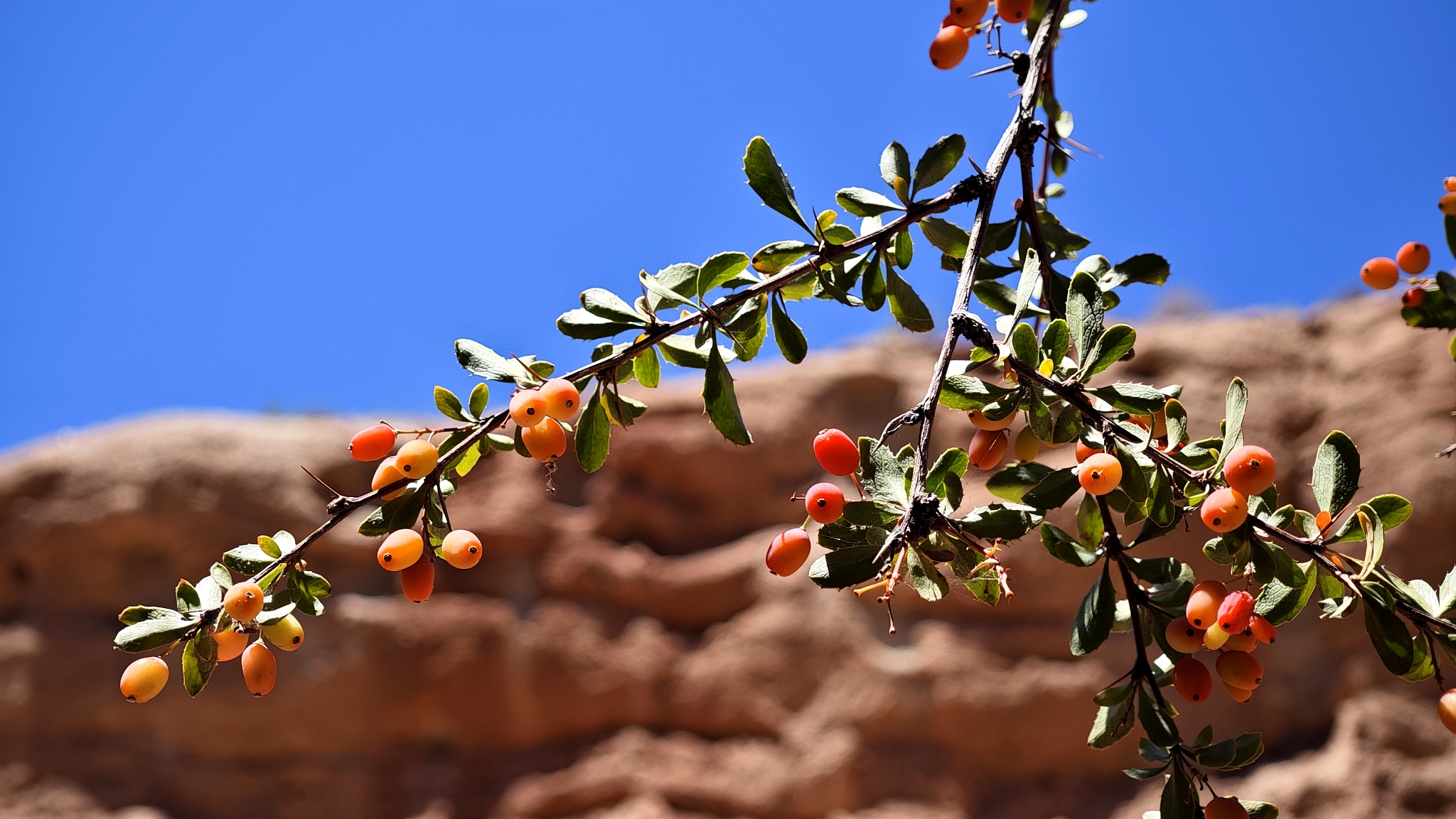 Sea buckthorn berries are seen at Pingshanhu Grand Canyon in Zhangye, Gansu Province on August 17, 2024. /CFP