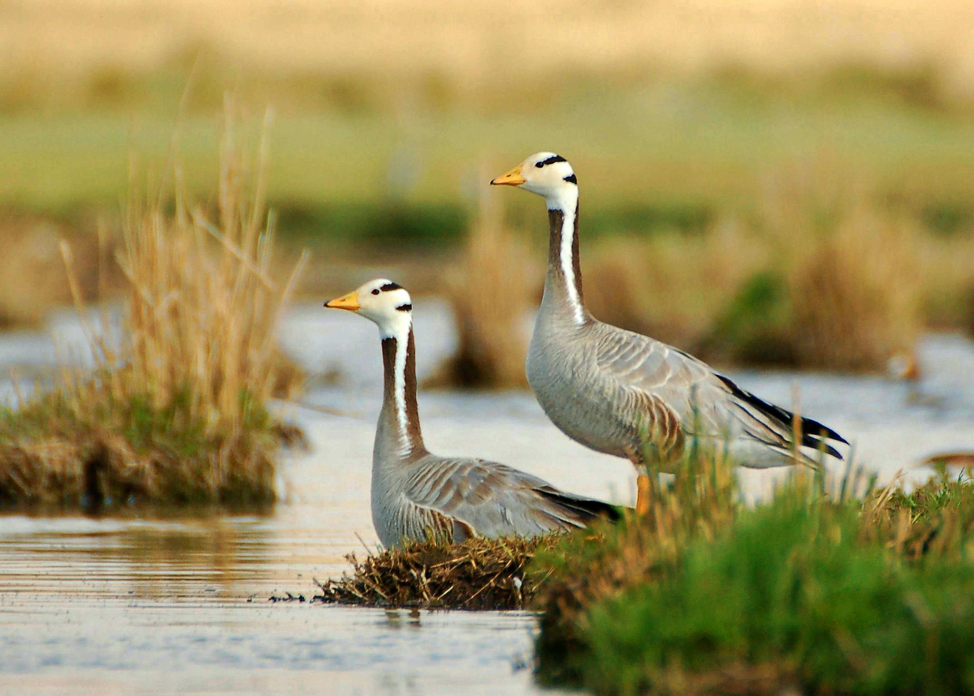 Bar-headed geese in a wetland of Qinghai-Xizang Plateau. /CFP