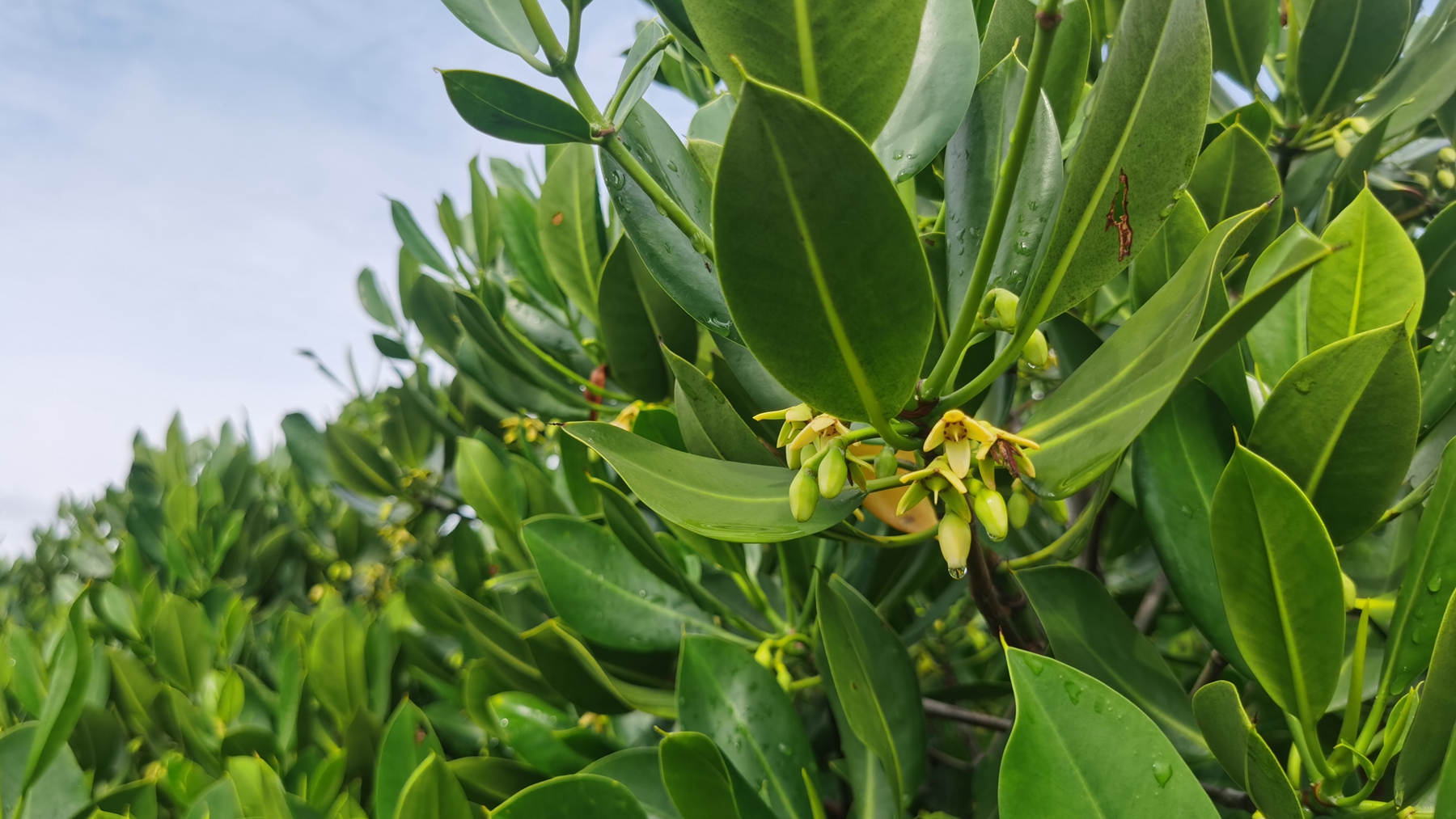 A view of the mangrove forest on Jinniu Island, Zhanjiang City, south China's Guangdong Province, August 16, 2024. Huang Yi /CGTN