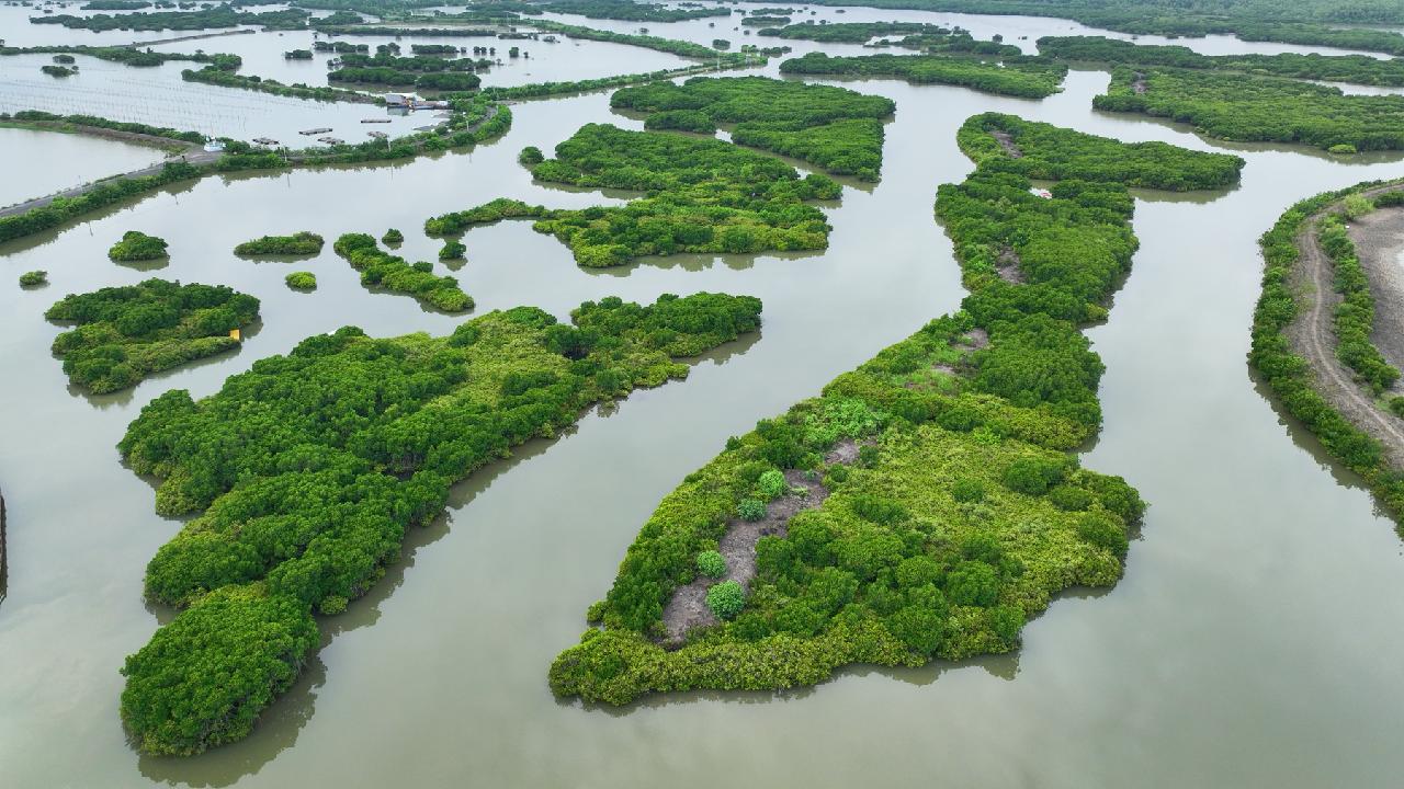 Photo Feature: Explore the 'forests on the sea' in Southern China