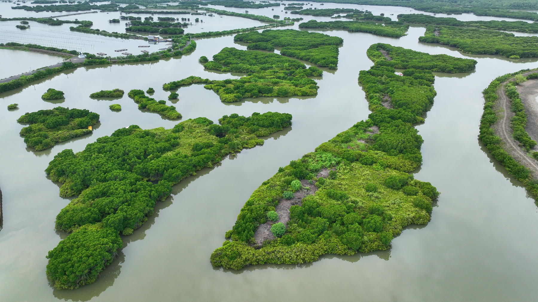 In pics: Check out the 'forests on the sea' in south China