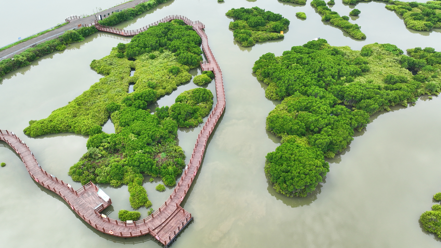 An aerial view of the mangrove forest on Jinniu Island, Zhanjiang City, south China's Guangdong Province, August 16, 2024. Huang Yi /CGTN