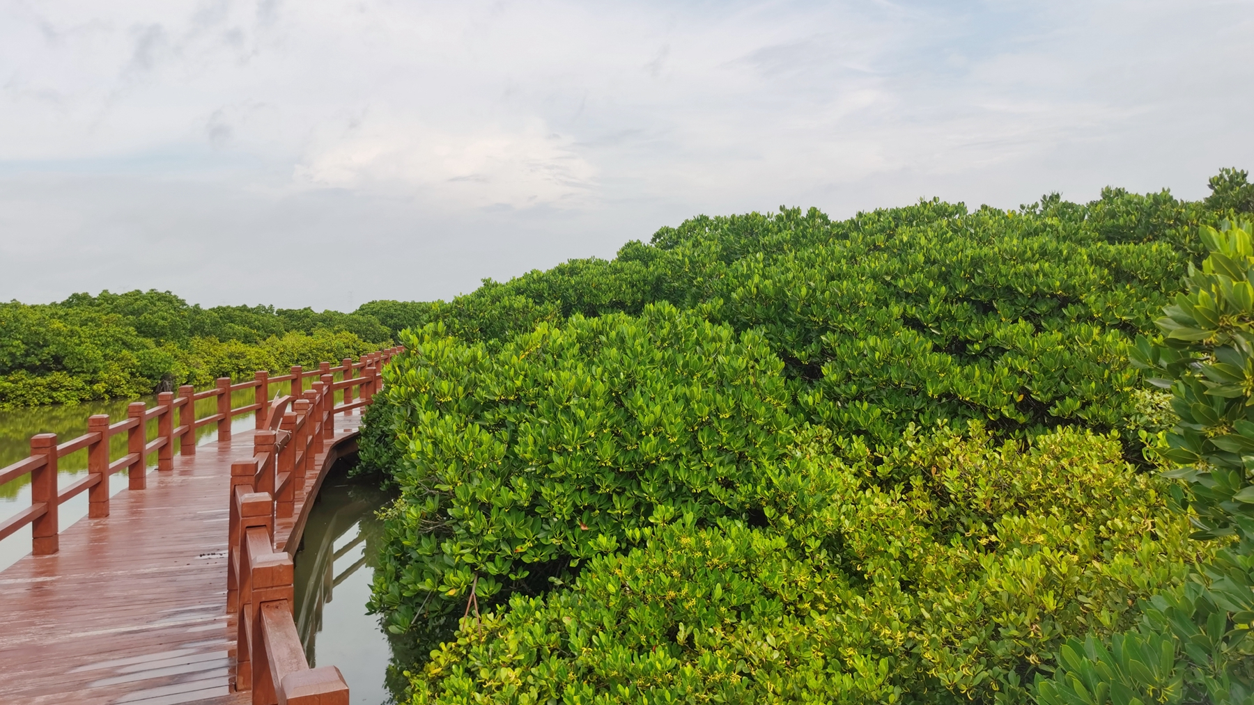 A view of the mangrove forest on Jinniu Island, Zhanjiang City, south China's Guangdong Province, August 16, 2024. Huang Yi /CGTN