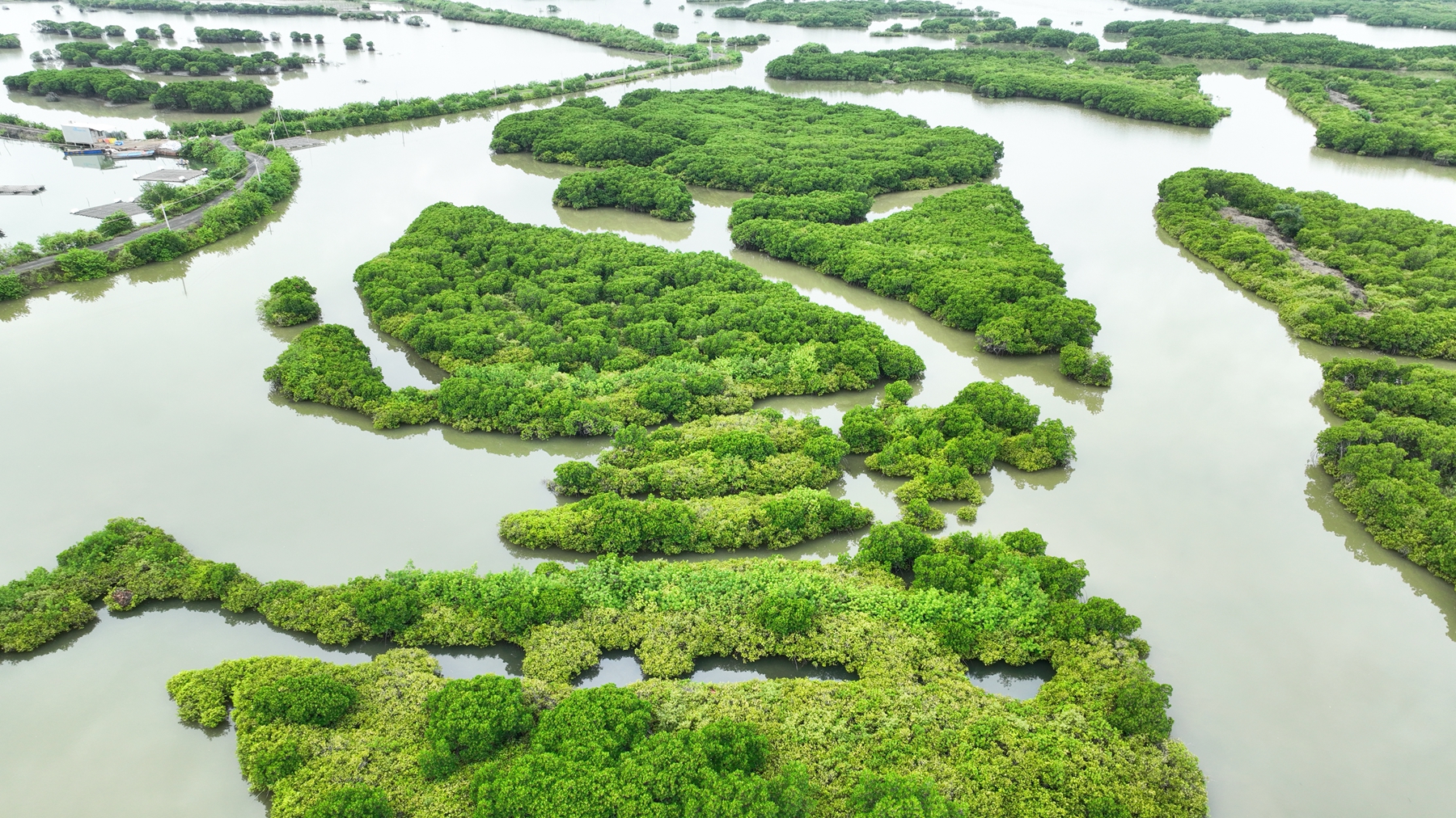 An aerial view of the mangrove forest on Jinniu Island, Zhanjiang City, south China's Guangdong Province, August 16, 2024. Huang Yi /CGTN