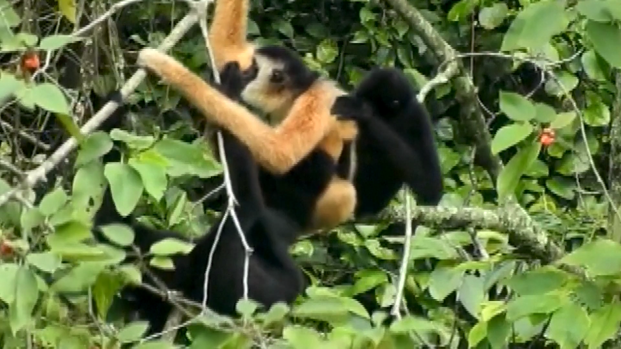 China and Vietnam collaborate to safeguard endangered gibbons