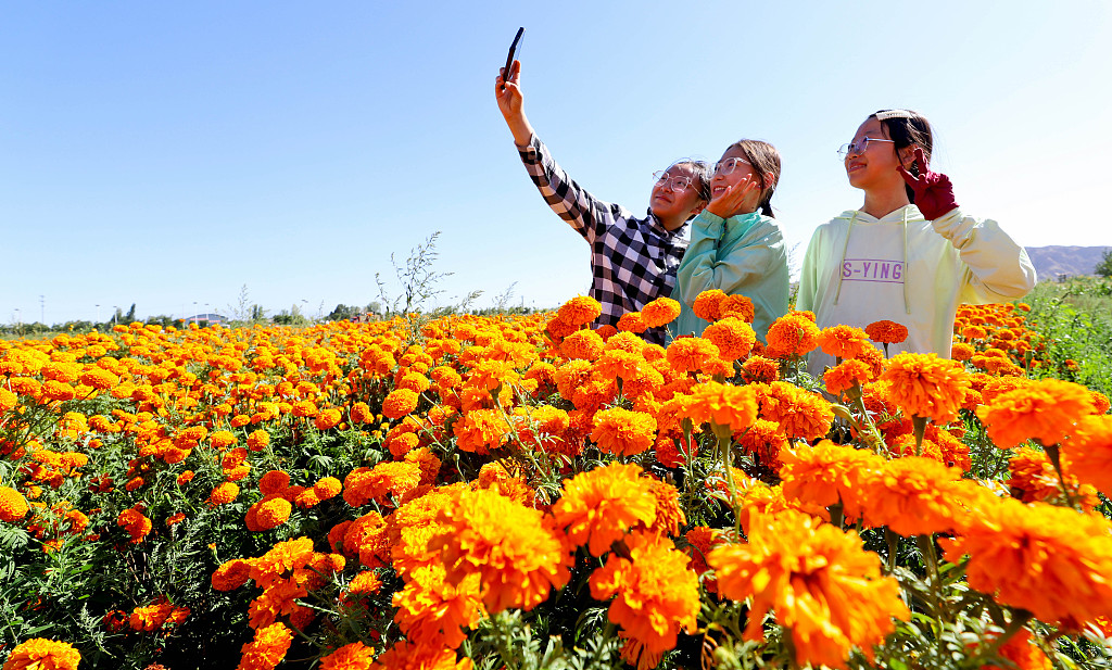 Orang-orang mengambil foto dengan bunga marigold yang sedang mekar di pangkalan budidaya di sebuah desa di Kabupaten Shandan, Provinsi Gansu pada 21 Agustus 2024. /CFP